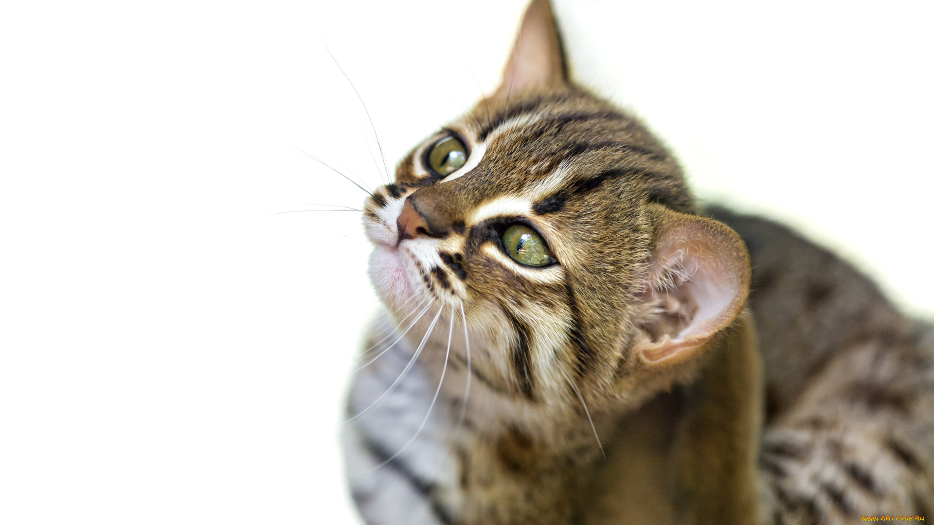 животные, дикие, кошки, бенгальская, кошка