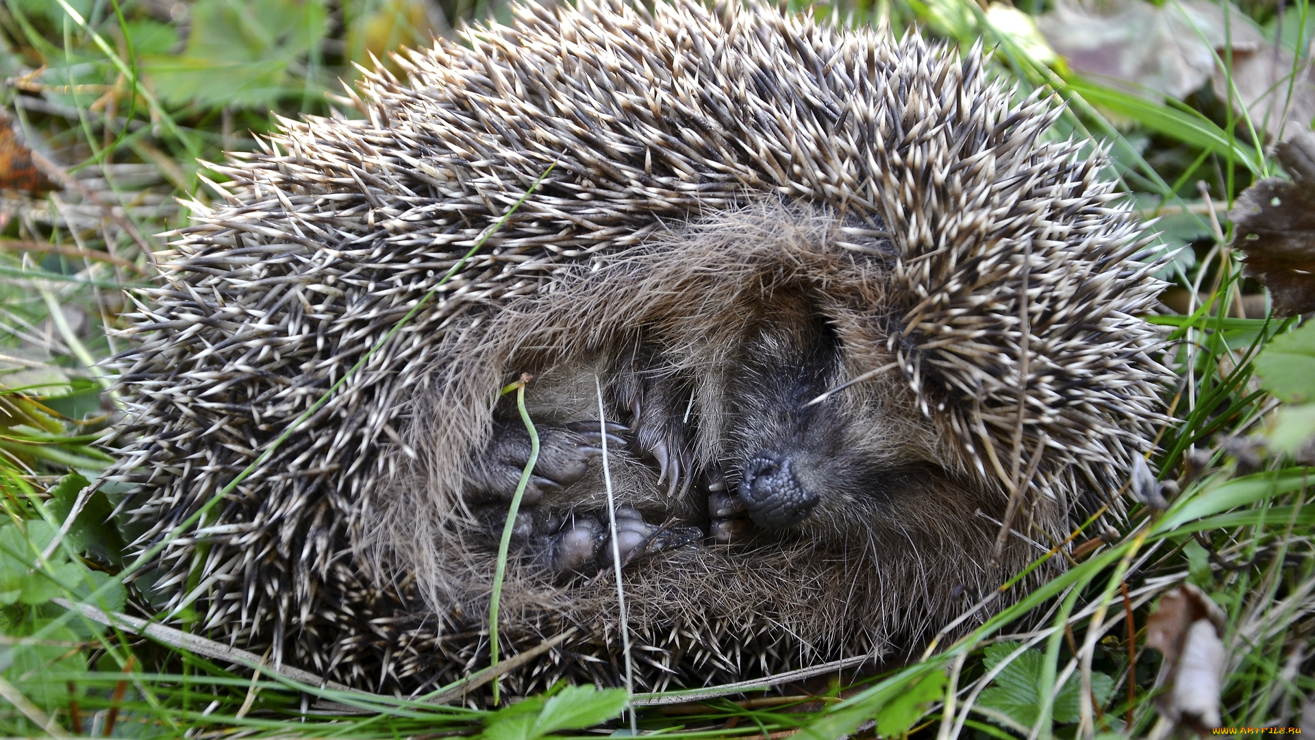 животные, ежи, колючки