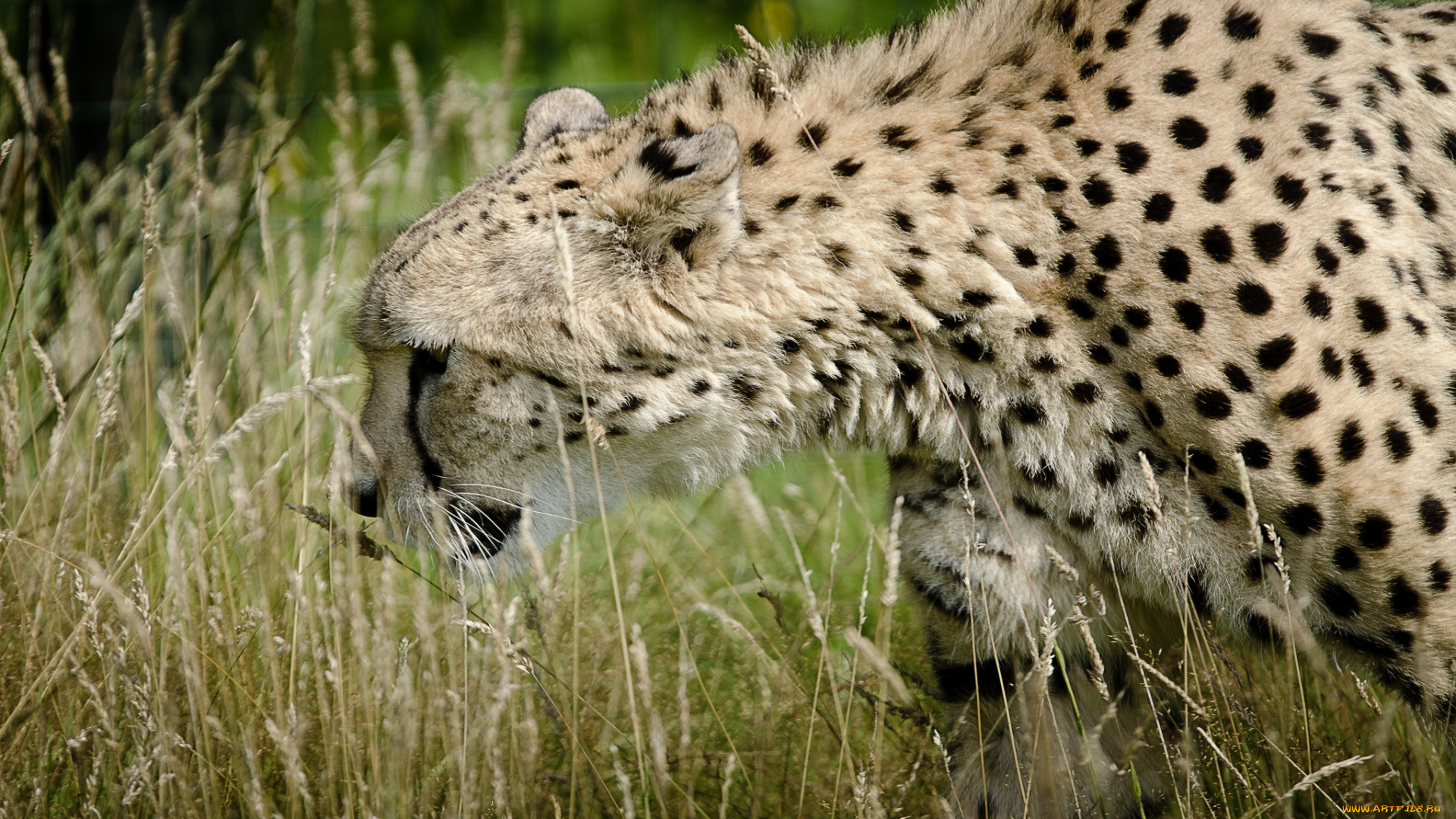 животные, гепарды, трава, профиль, гепард
