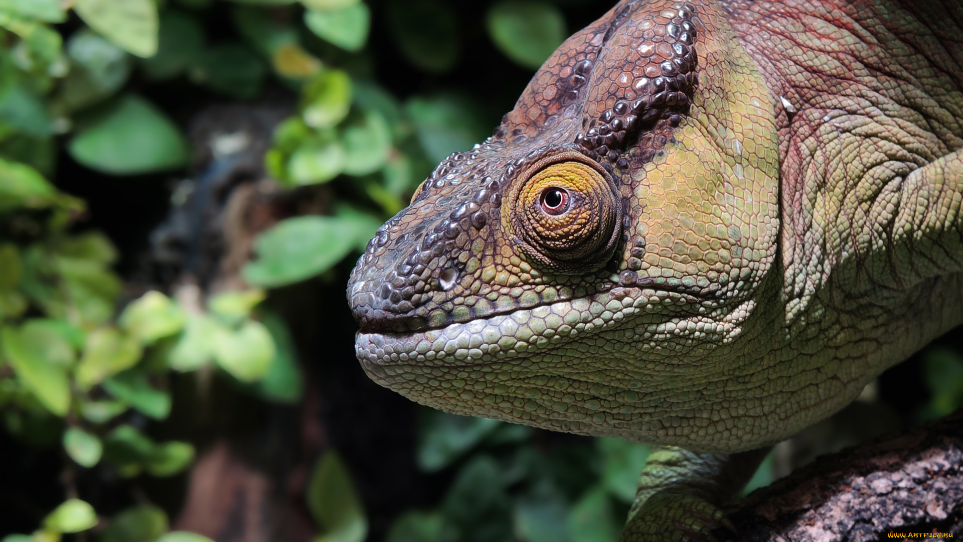 животные, хамелеоны, глаз