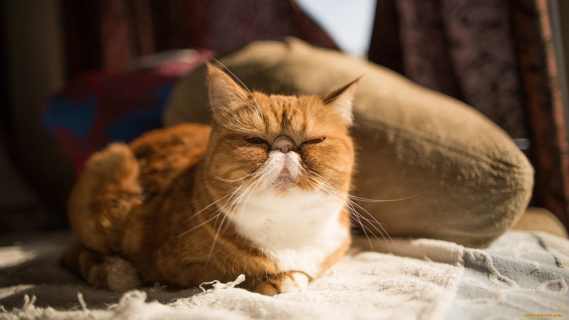 животные, коты, экзот