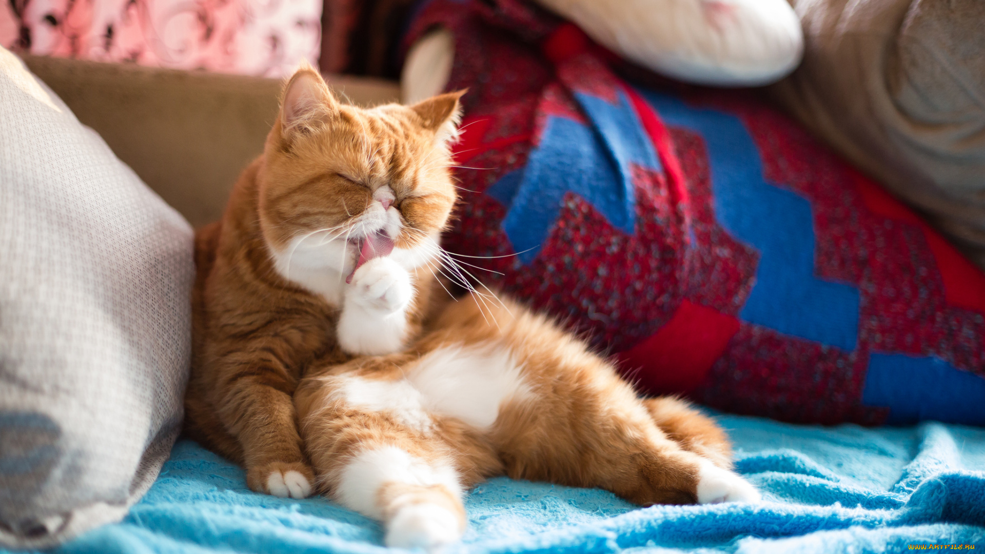 животные, коты, экзот, мойдодыр, груминг, чистюля