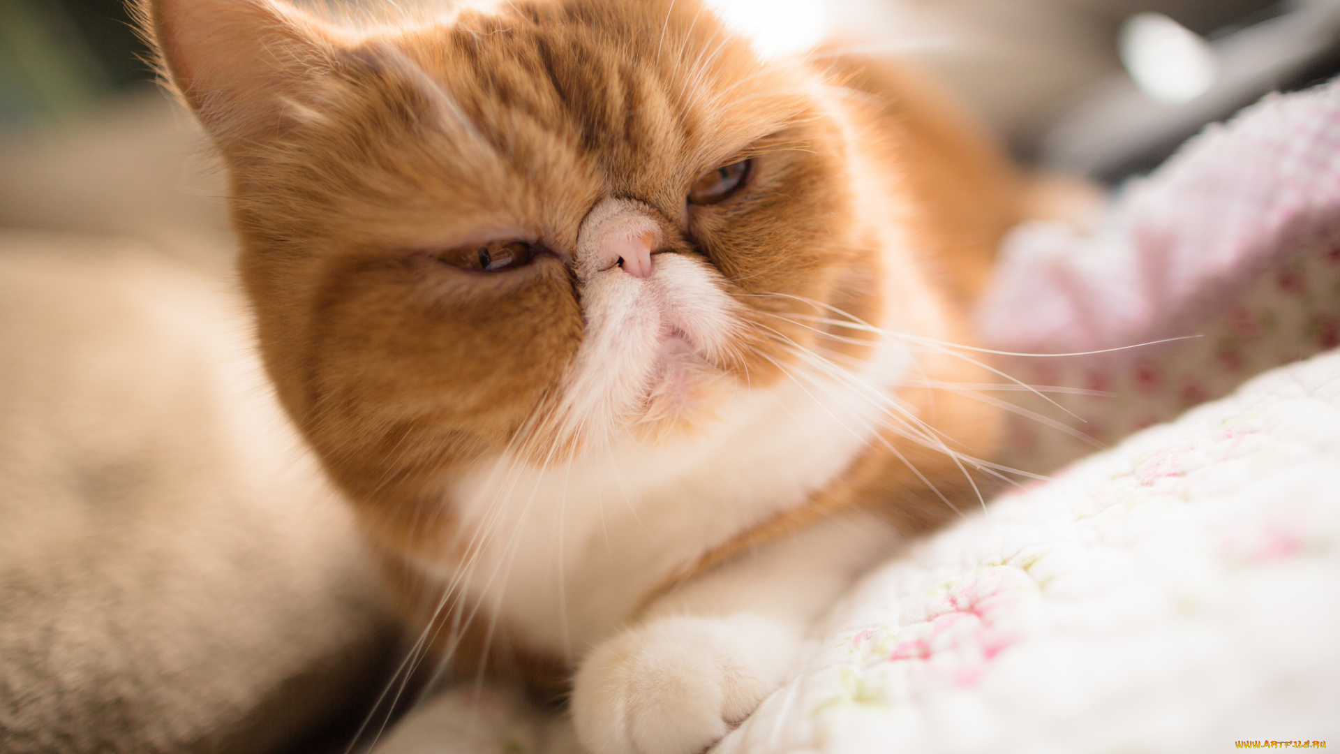 животные, коты, экзот, мордашка