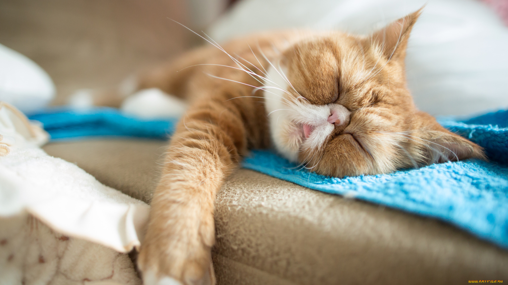 животные, коты, экзот, спящий, сон, отдых, экзотическая, короткошерстная, кошка