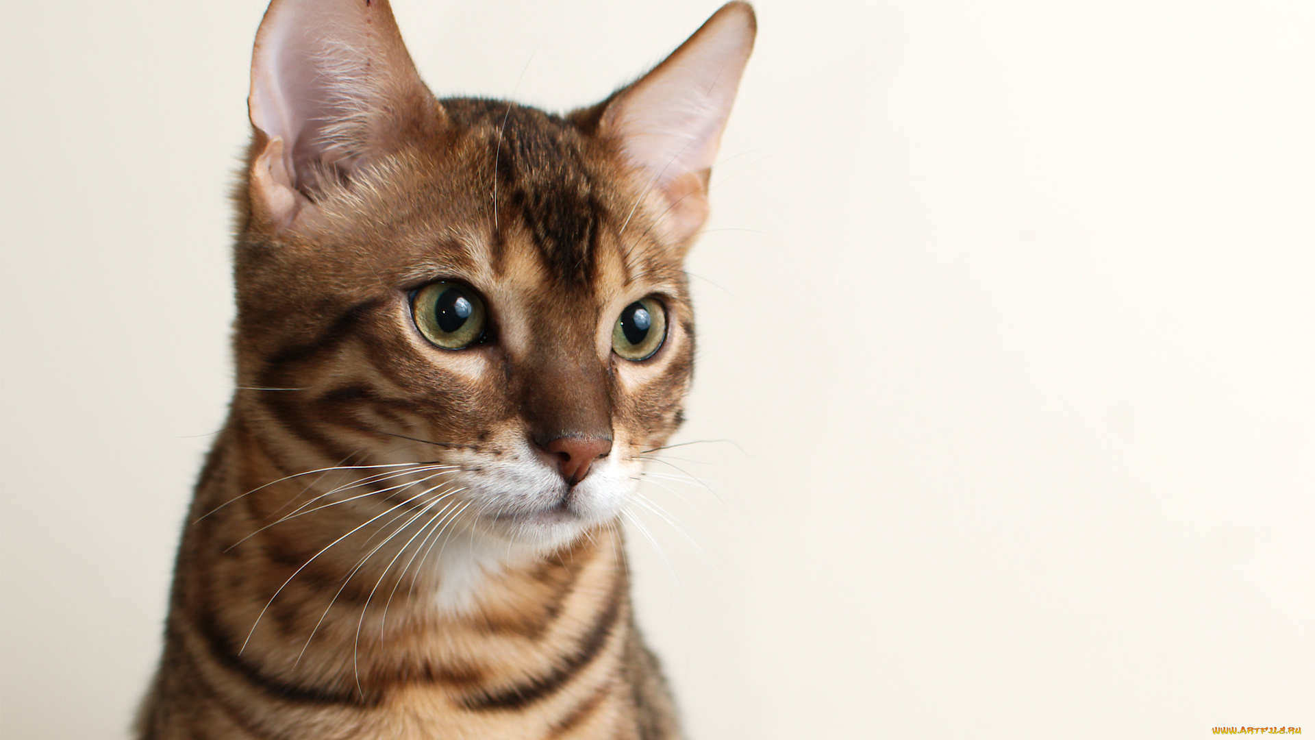 животные, коты, кошка, bengal, морда, фон, бенгальский