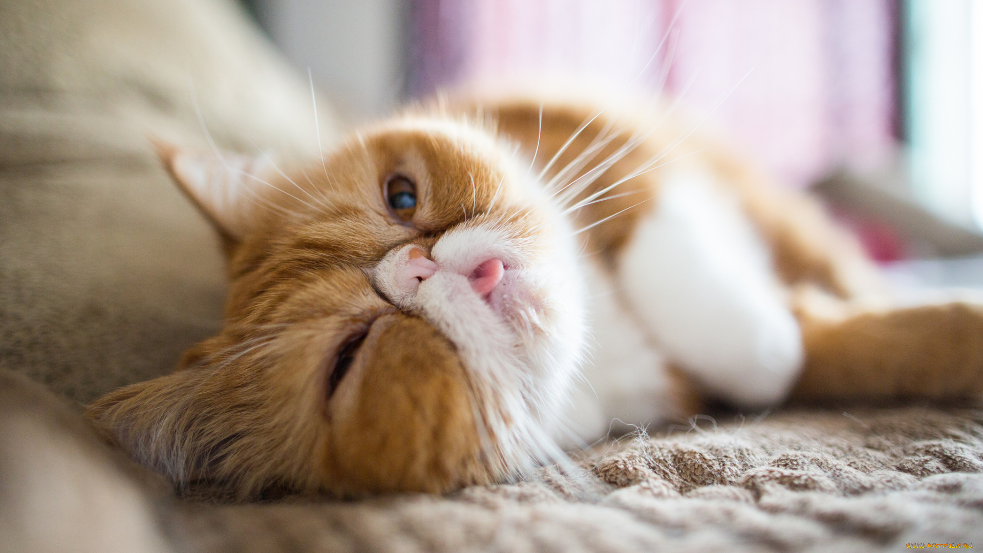 животные, коты, котэ, экзот, отдых, расслабон, боке