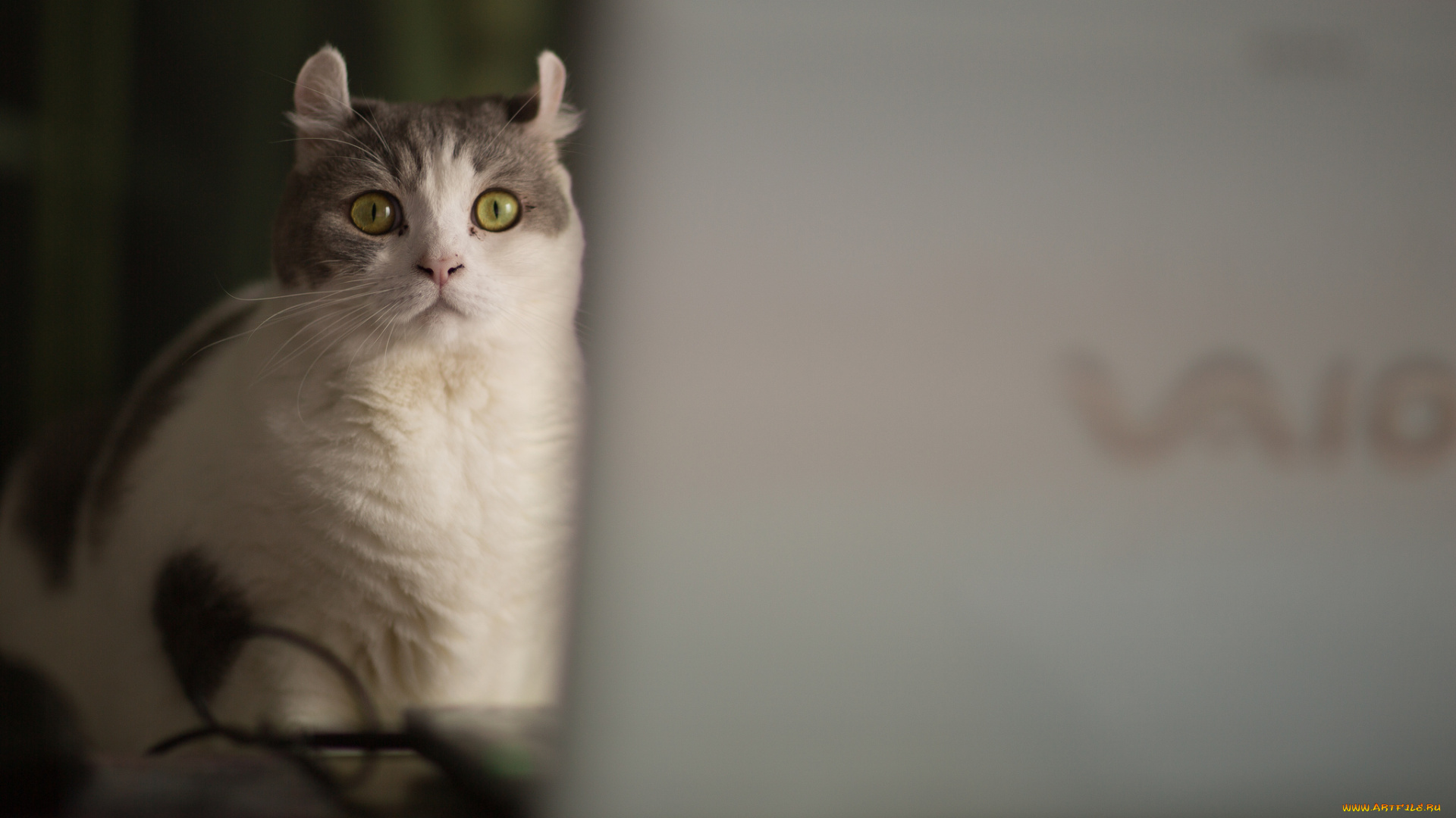 животные, коты, взгляд