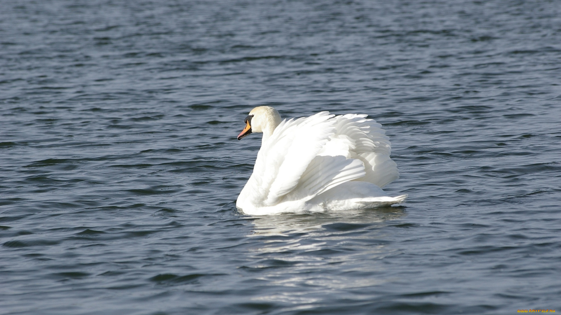 животные, лебеди, вода, белый, лебедь