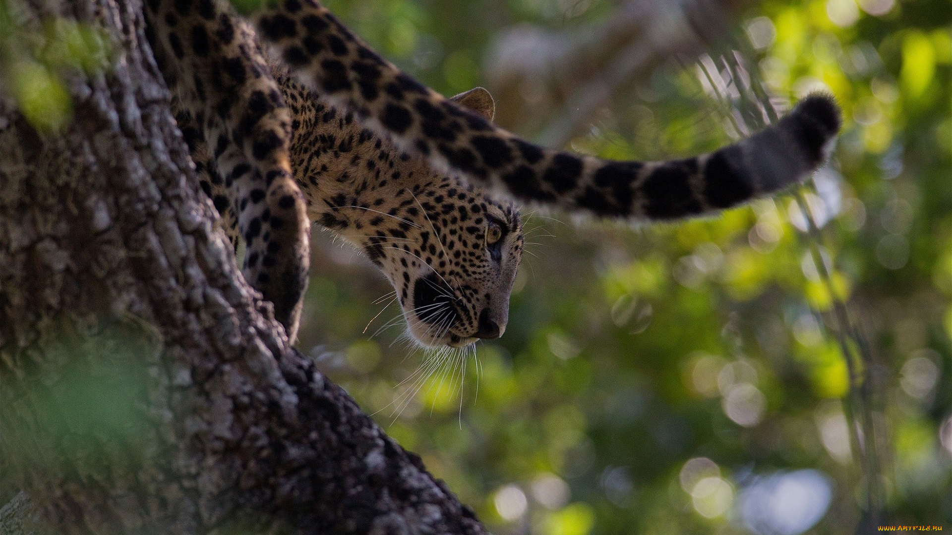 животные, леопарды, леопард, дерево
