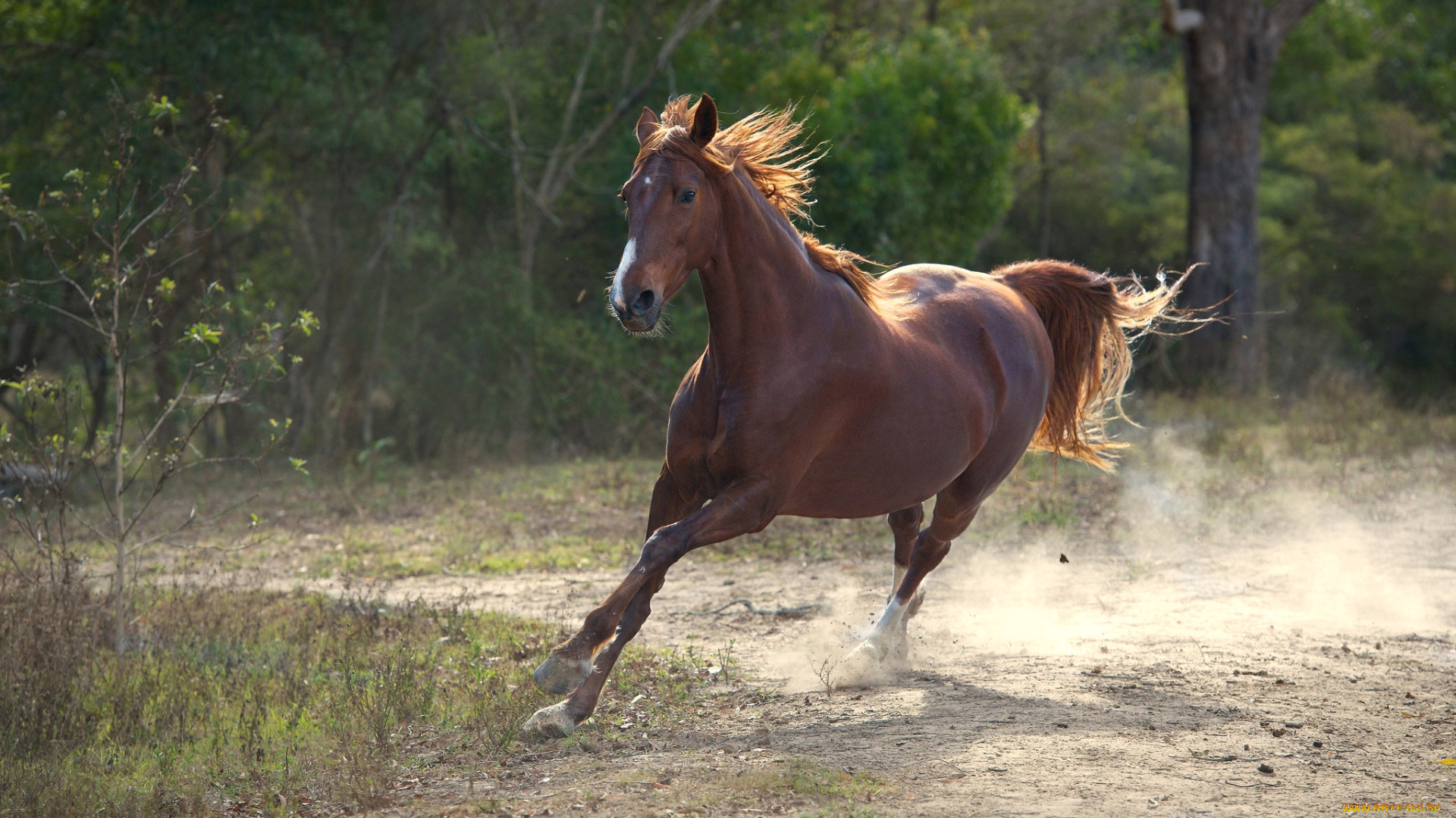 животные, лошади, крсавец