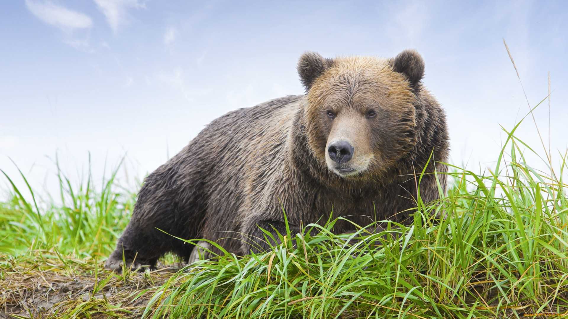 животные, медведи, бурый