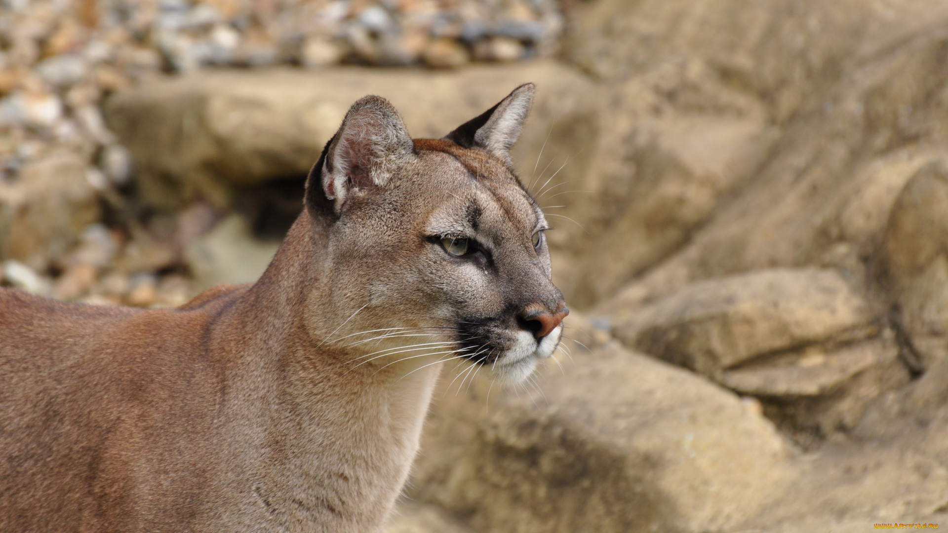 животные, пумы, кугуар, горный, лев