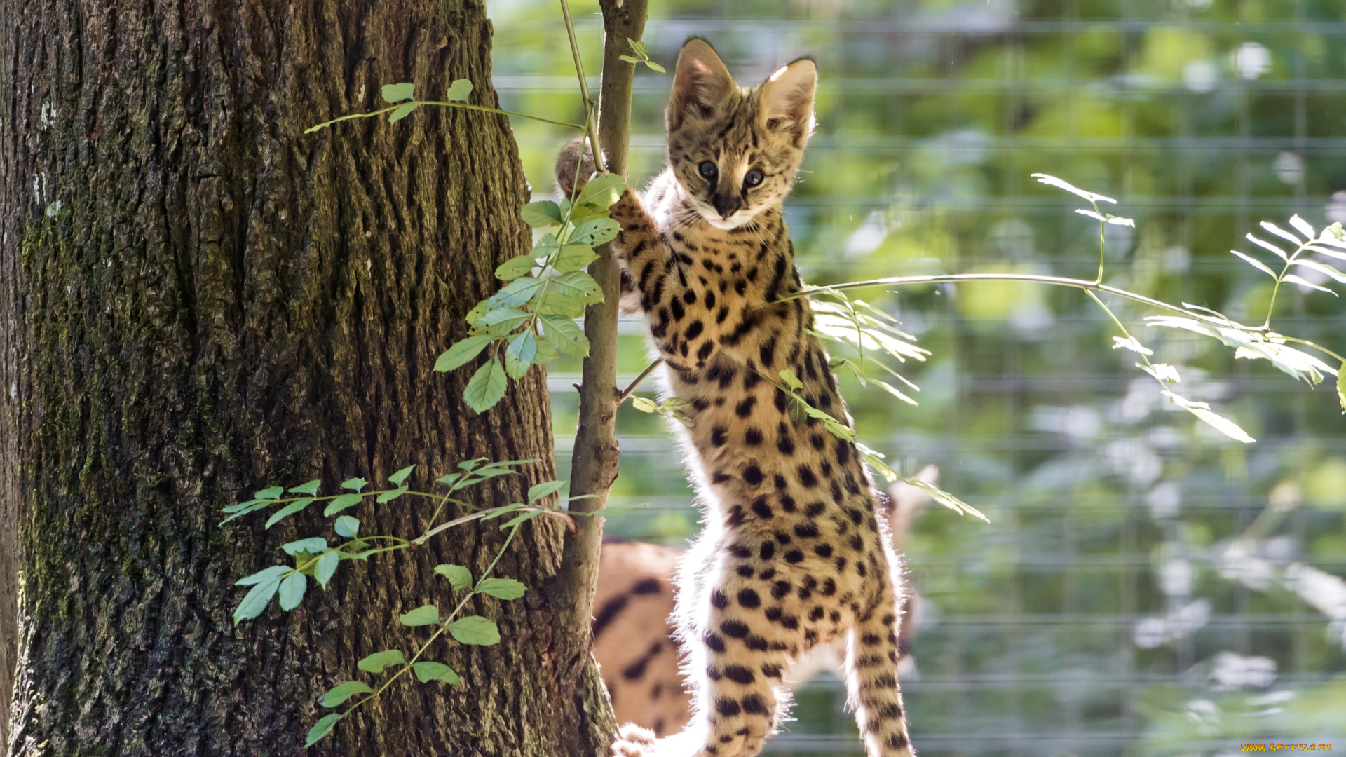 животные, сервалы, малыш, дерево