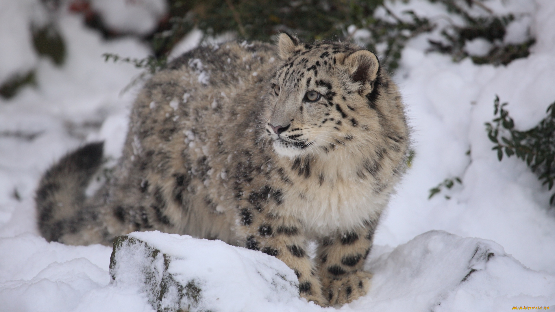 животные, снежный, барс, ирбис, подросток, снег