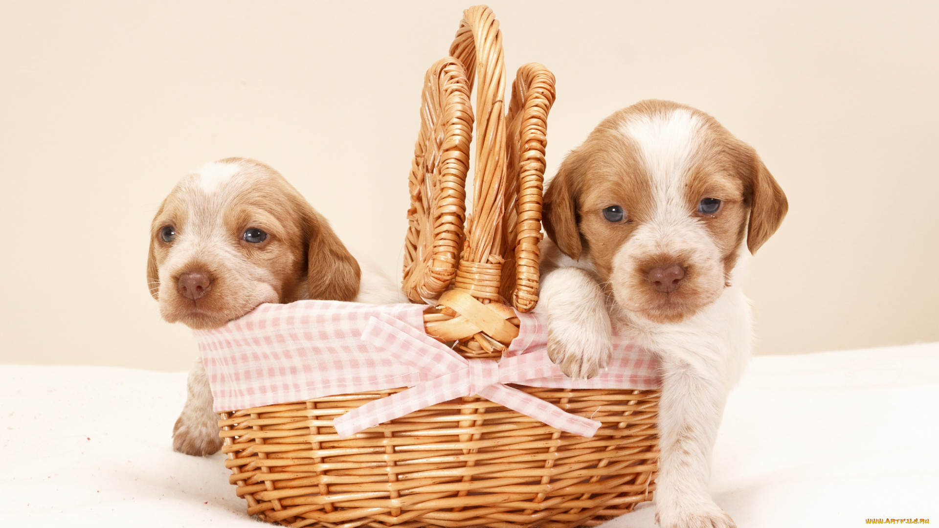животные, собаки, щенки, корзина