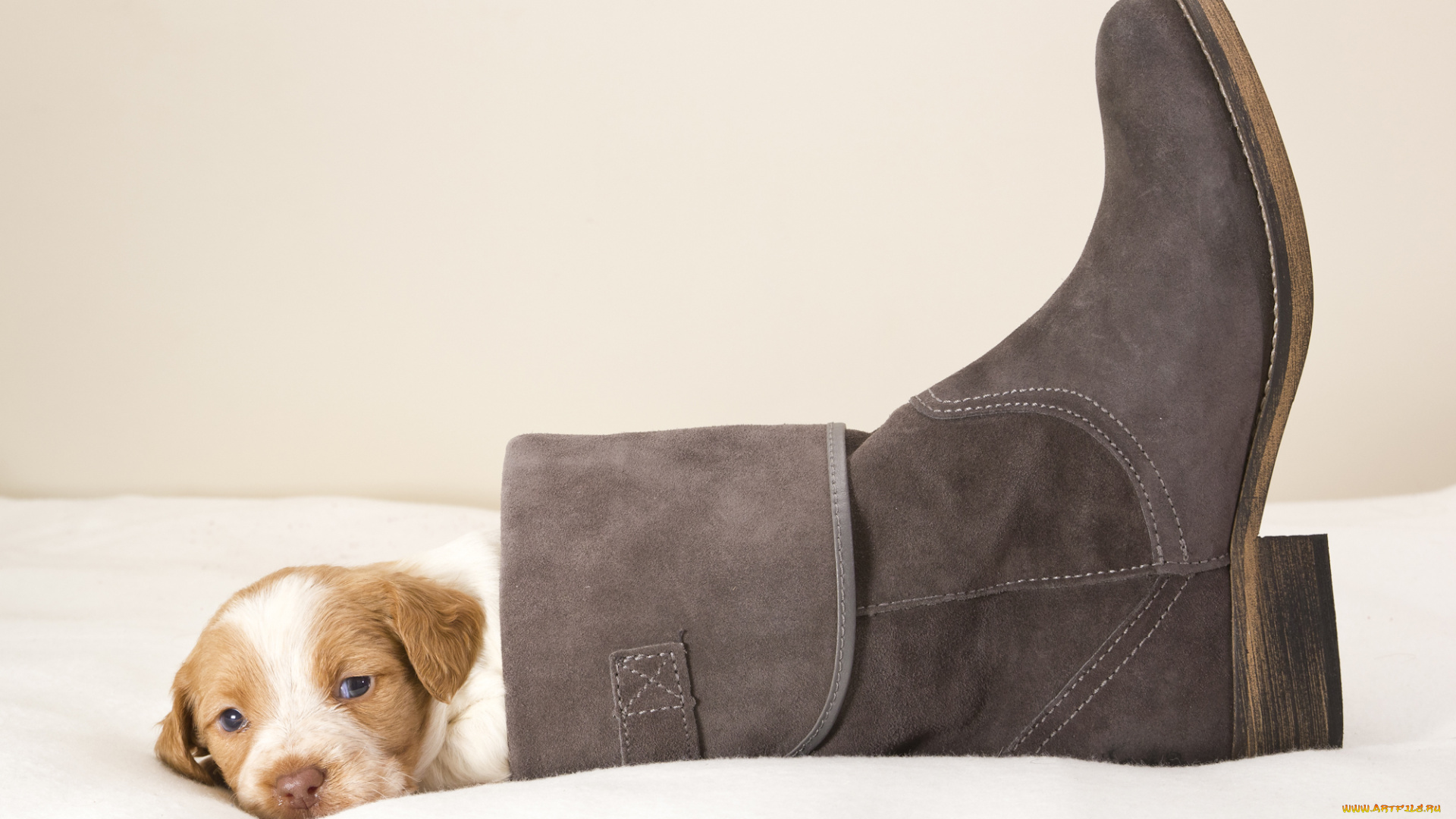 животные, собаки, щенок, сапог
