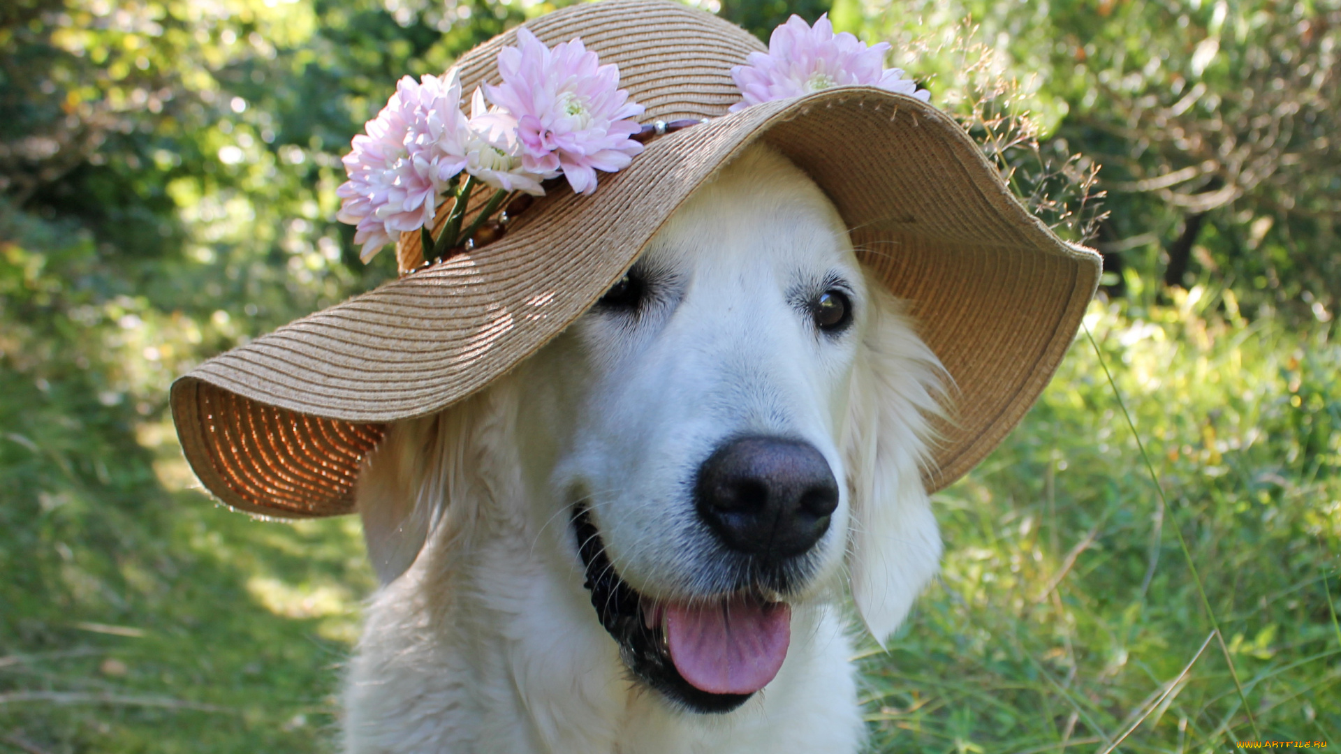 животные, собаки, шляпа, собака