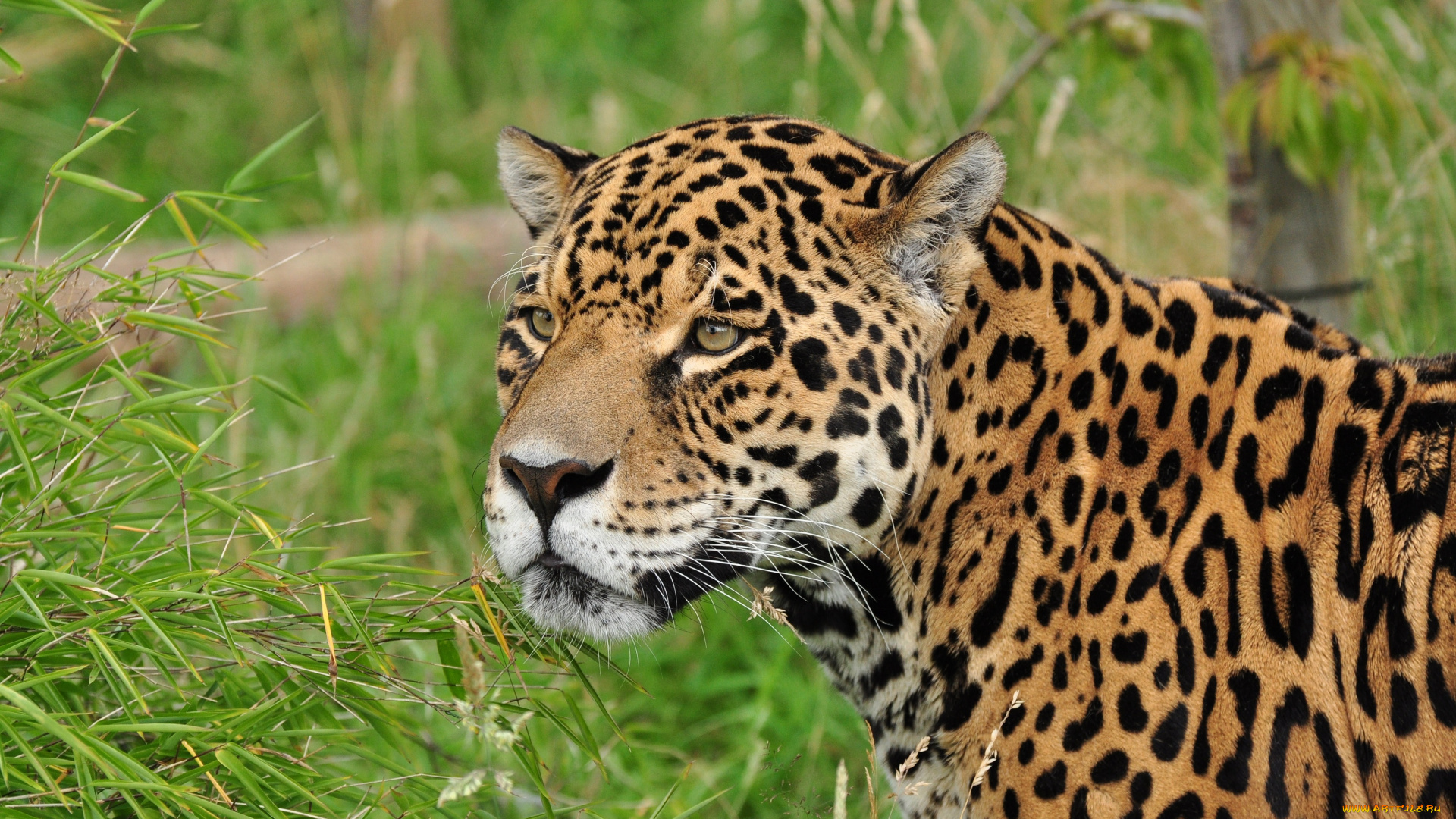 животные, Ягуары, морда, ягуар