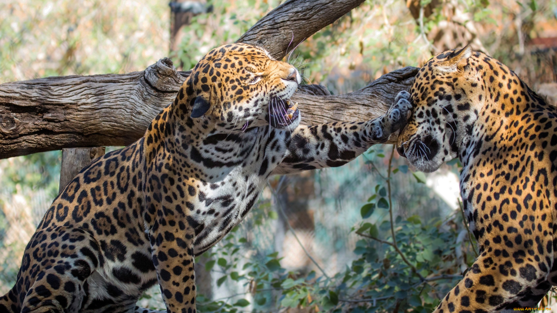 животные, Ягуары, ягуары, пара, драка, игра