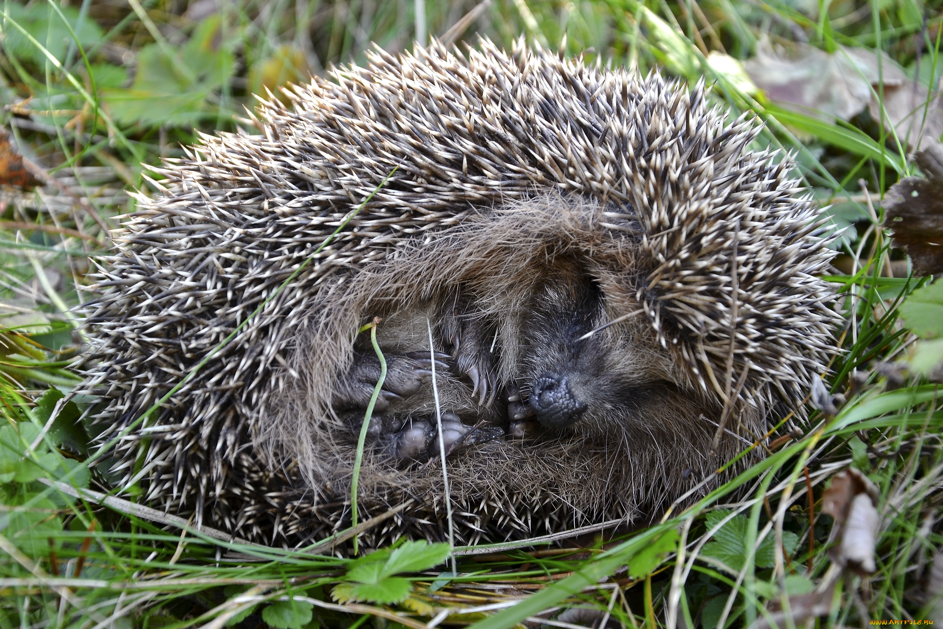 животные, ежи, колючки