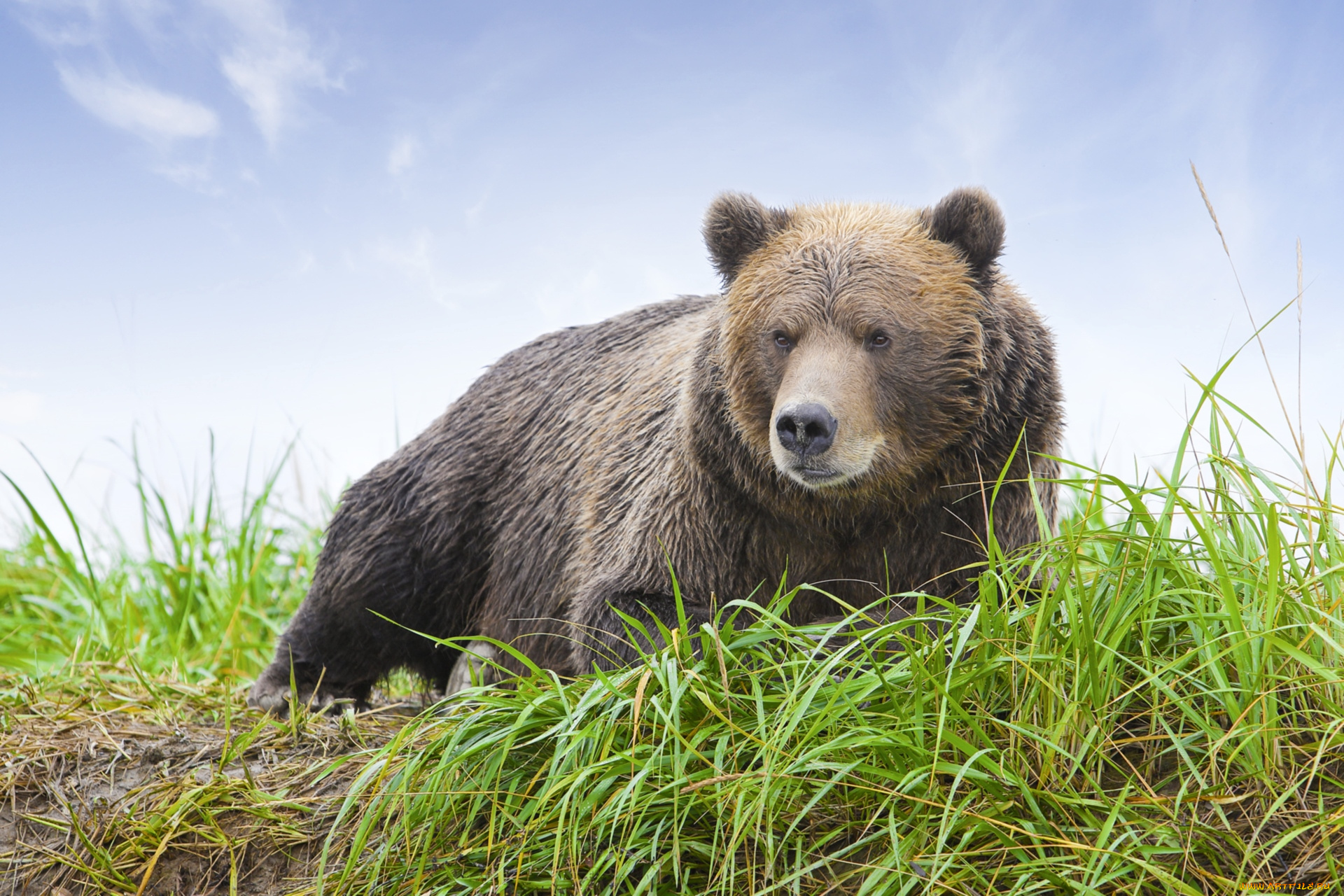 животные, медведи, бурый