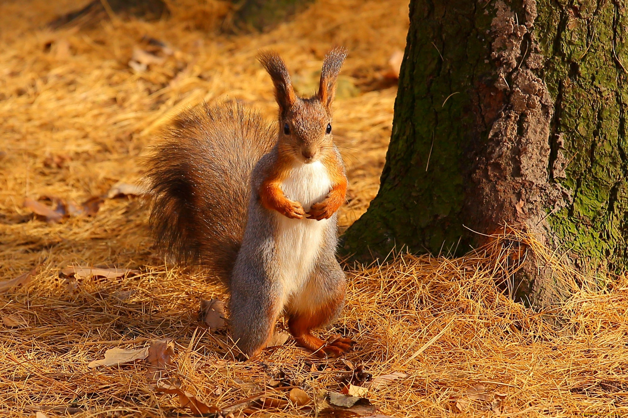животные, белки, стойка