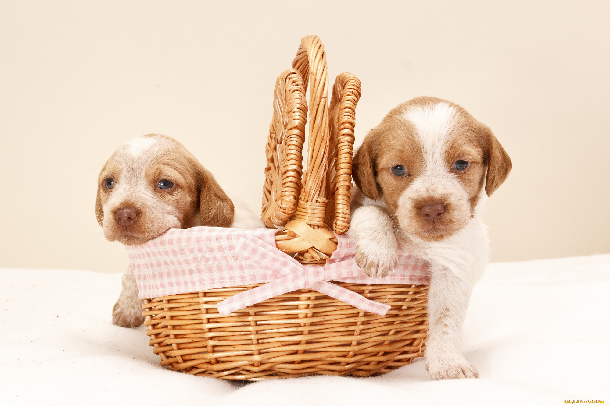 животные, собаки, щенки, корзина