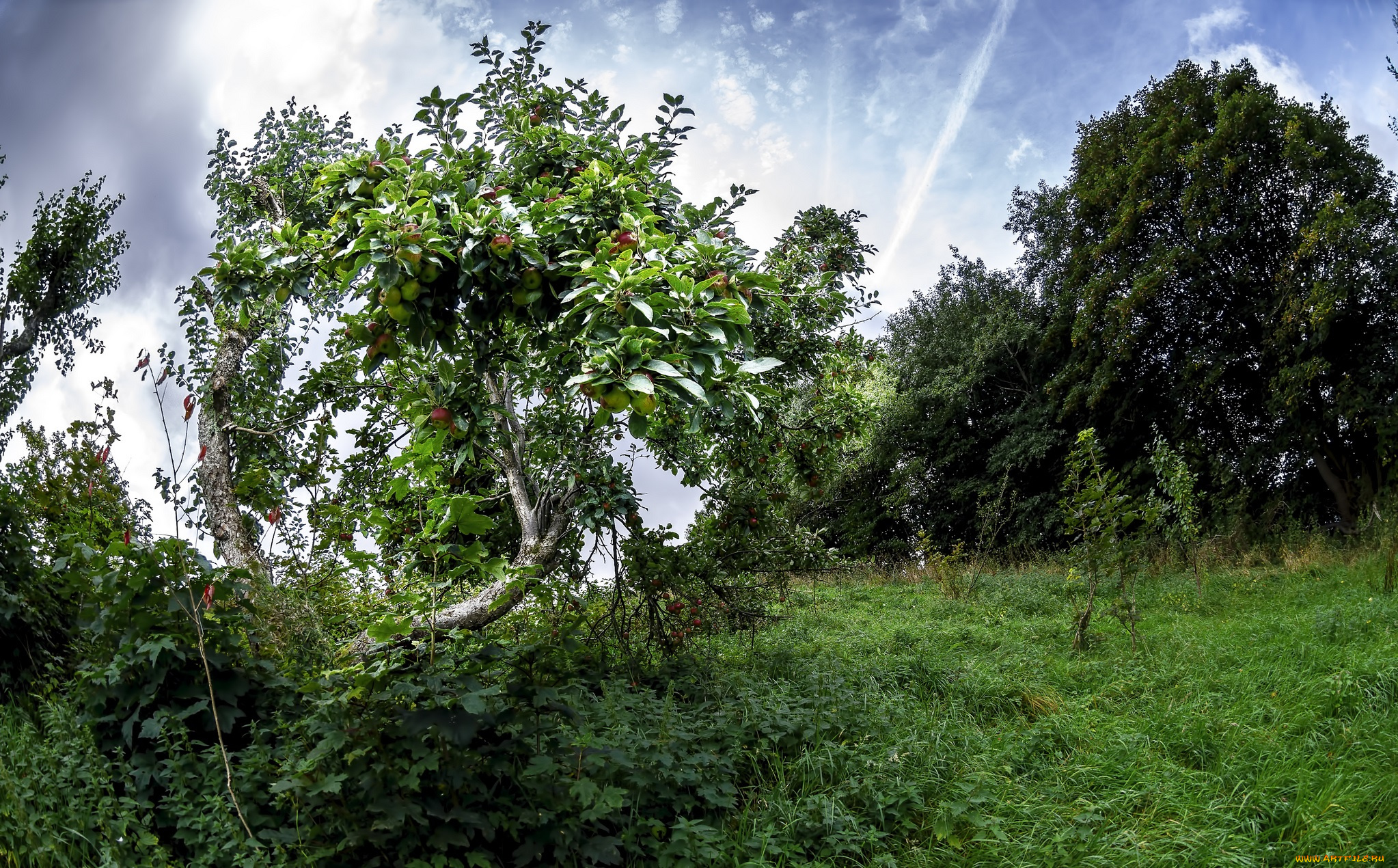 природа, деревья, плоды, яблоня, трава, поляна