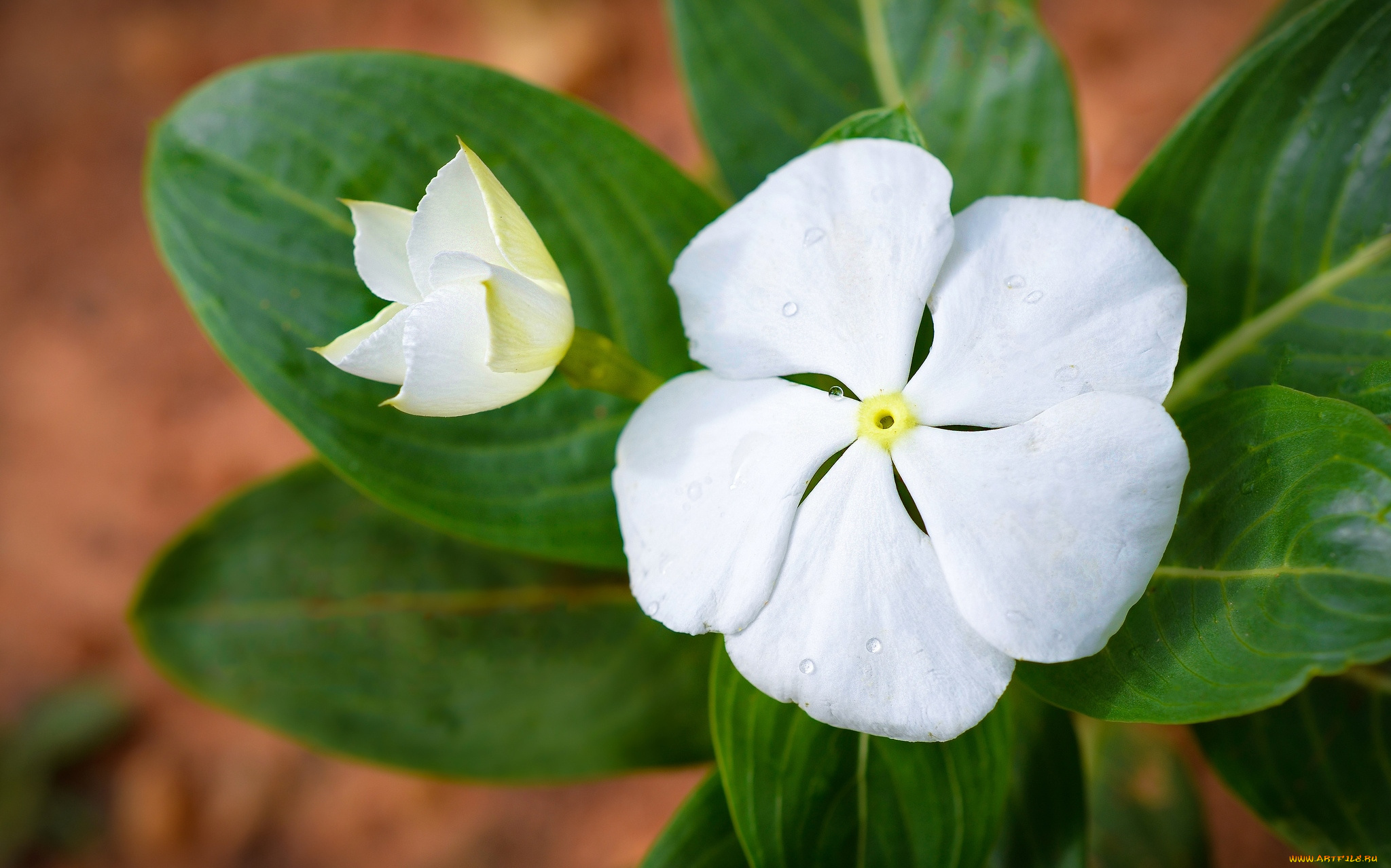 цветы, катарантусы, белый