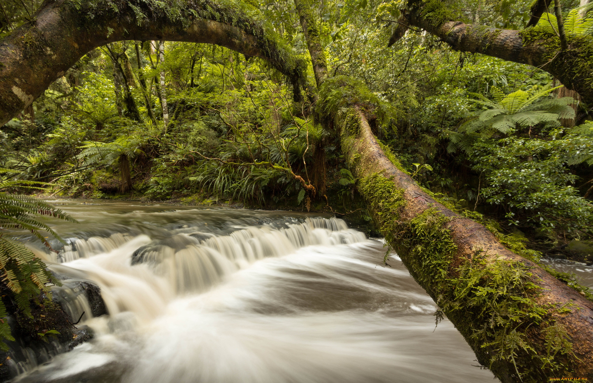 catlins, river, new, zealand, природа, реки, озера, река, лес, деревья, каскад, новая, зеландия