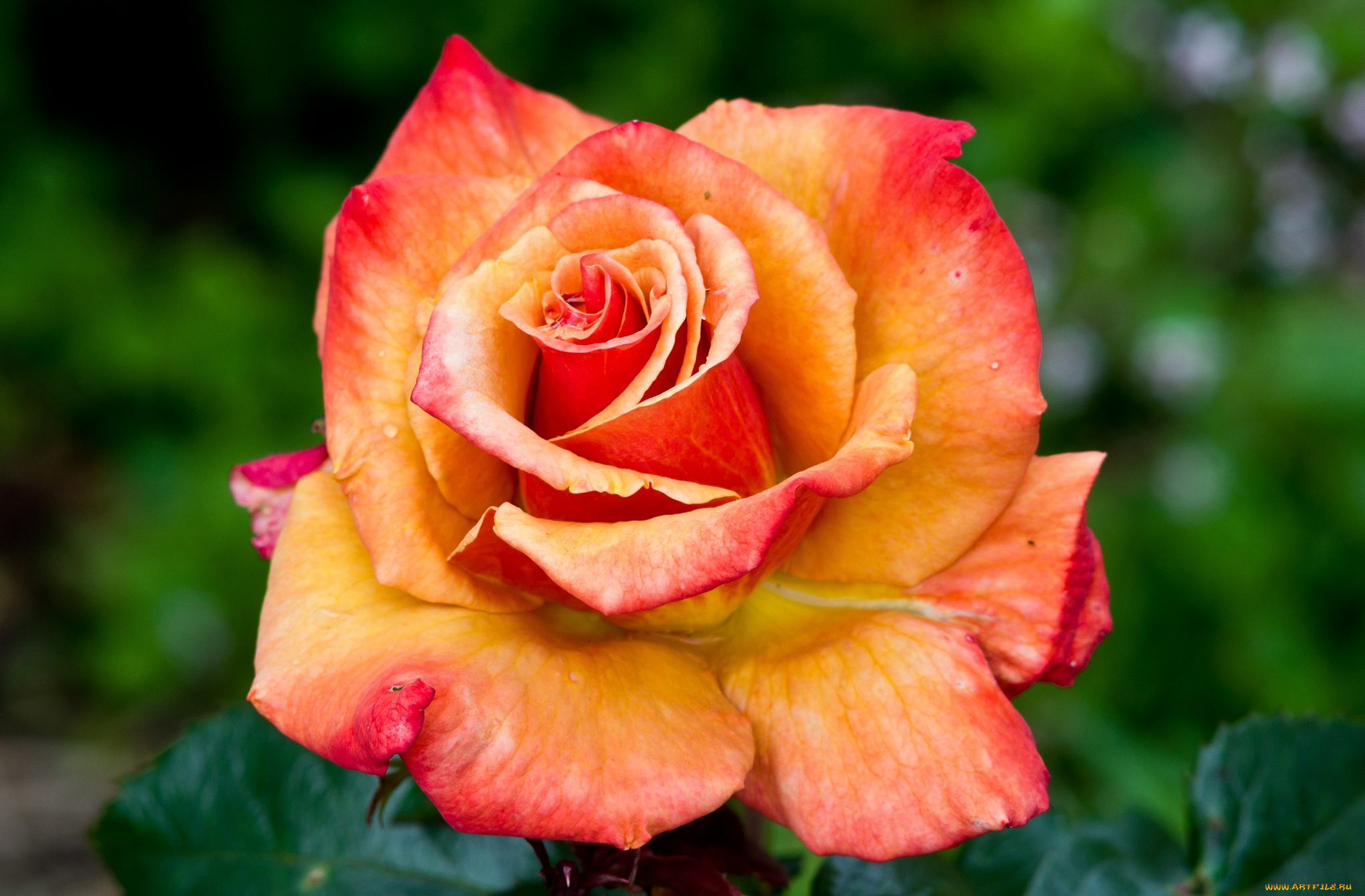 цветы, розы, королева