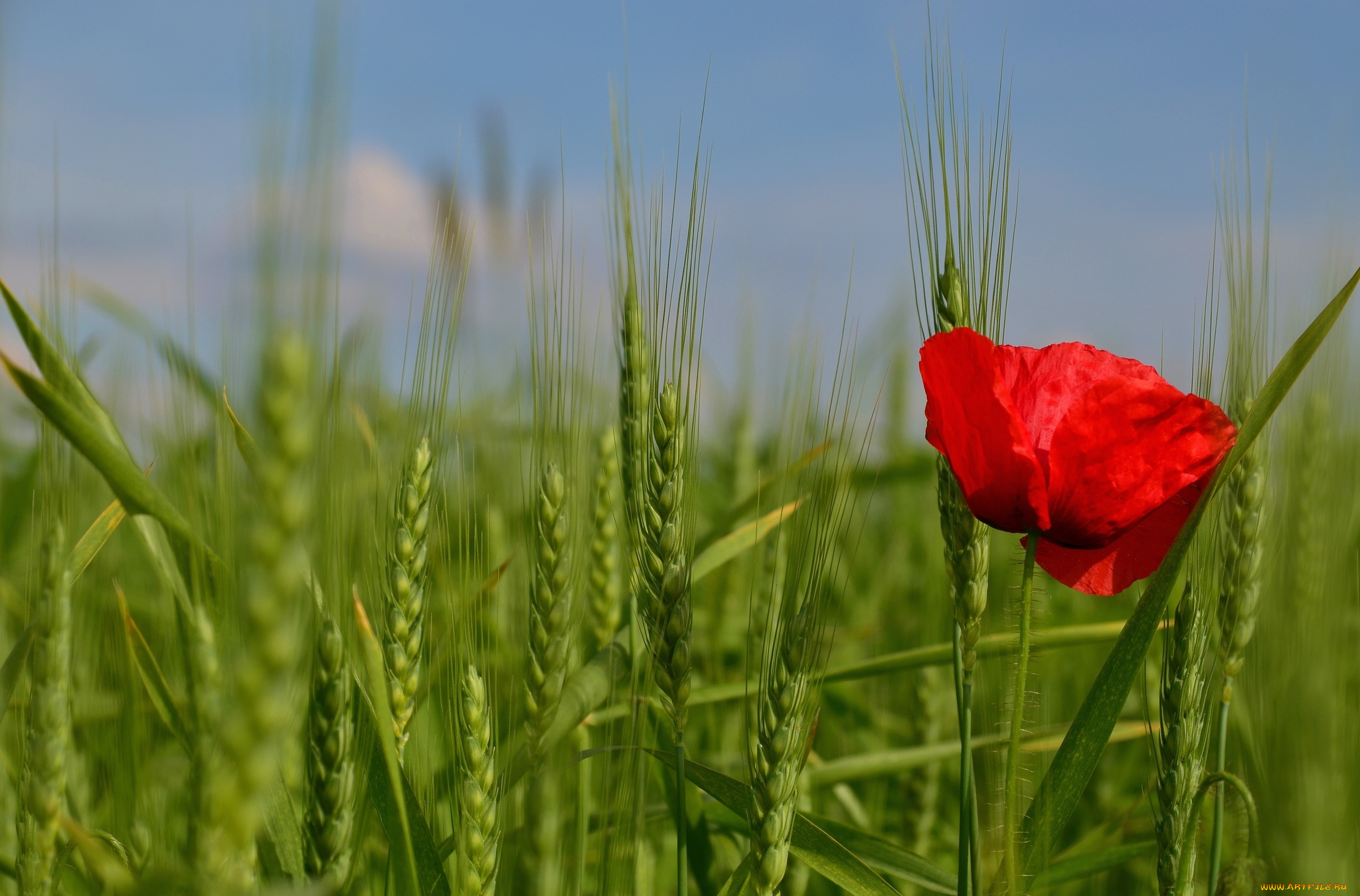 цветы, маки, поле