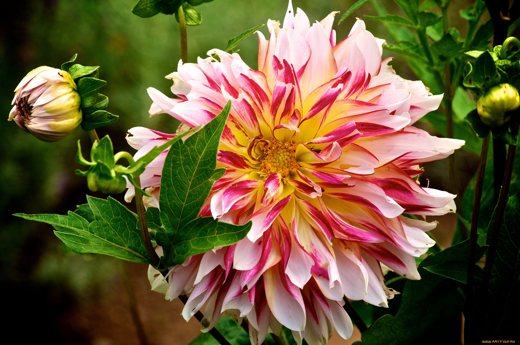 цветы, георгины, бутон, лепестки, макро