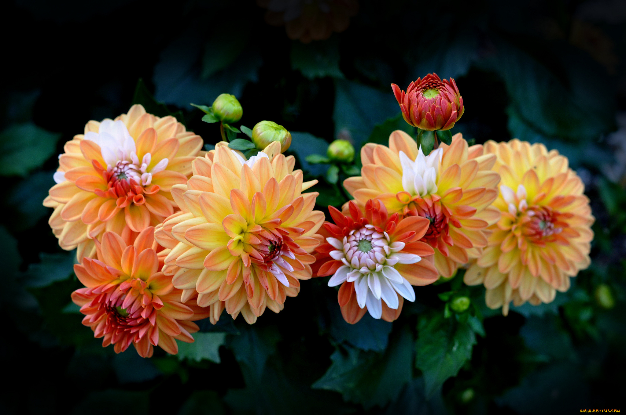 цветы, георгины, пестрый