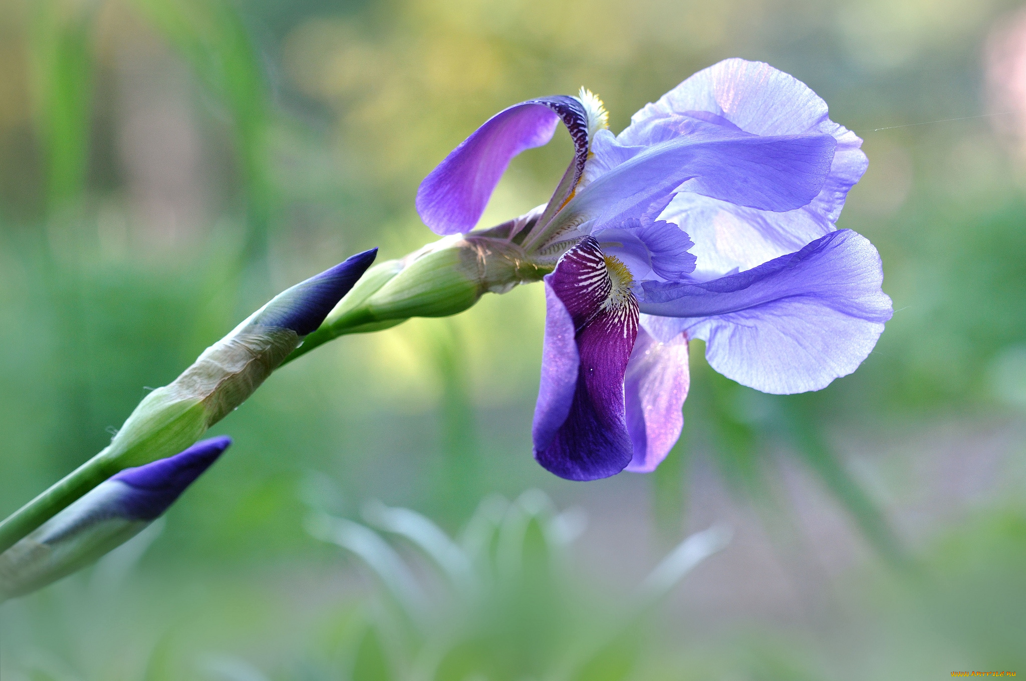 цветы, ирисы, касатик