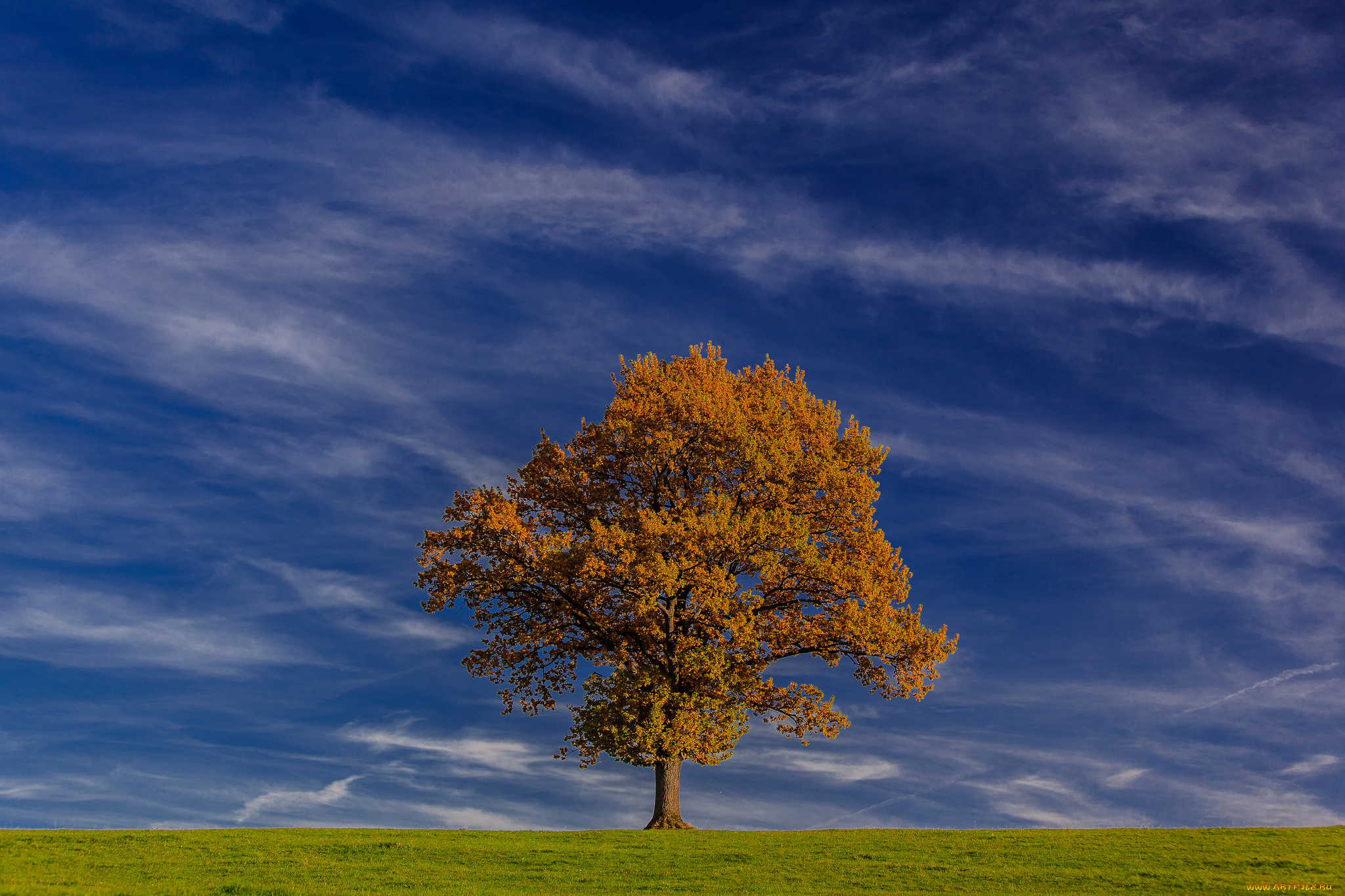bavaria, germany, природа, деревья, небо, германия, бавария