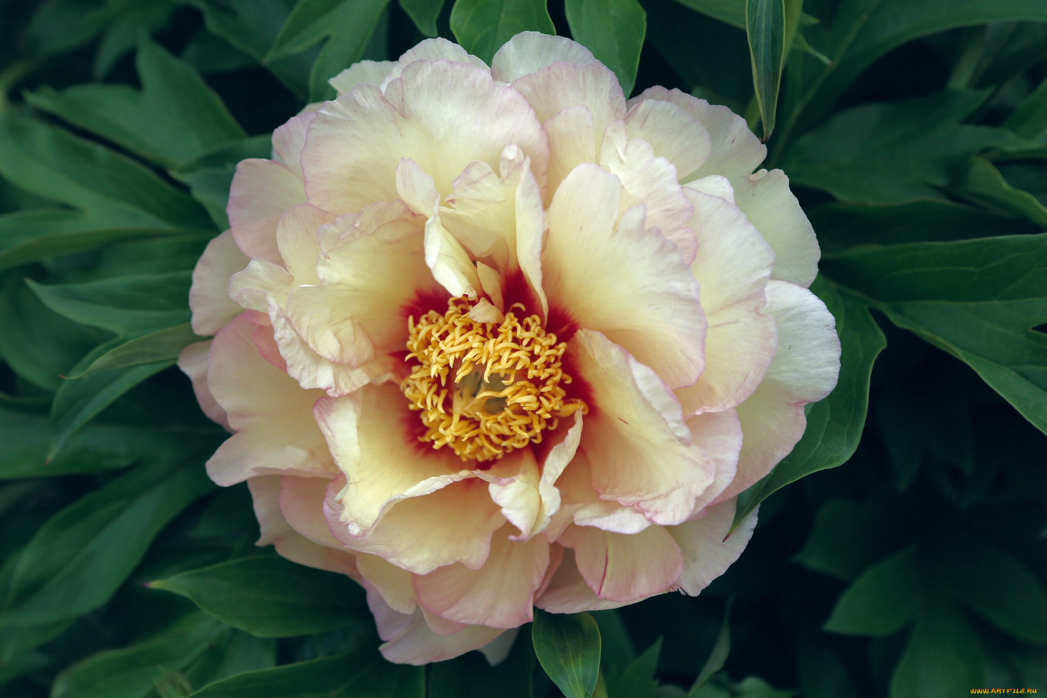 цветы, пионы, кремовый