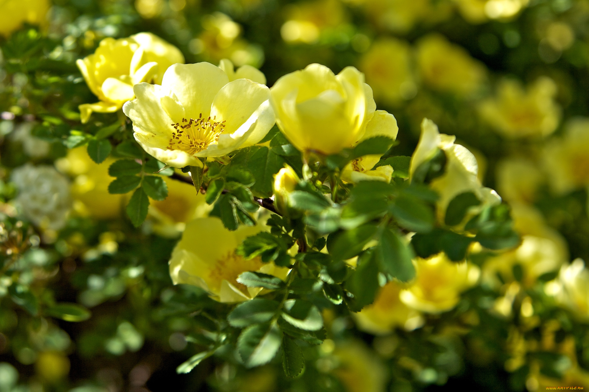 цветы, шиповник, куст