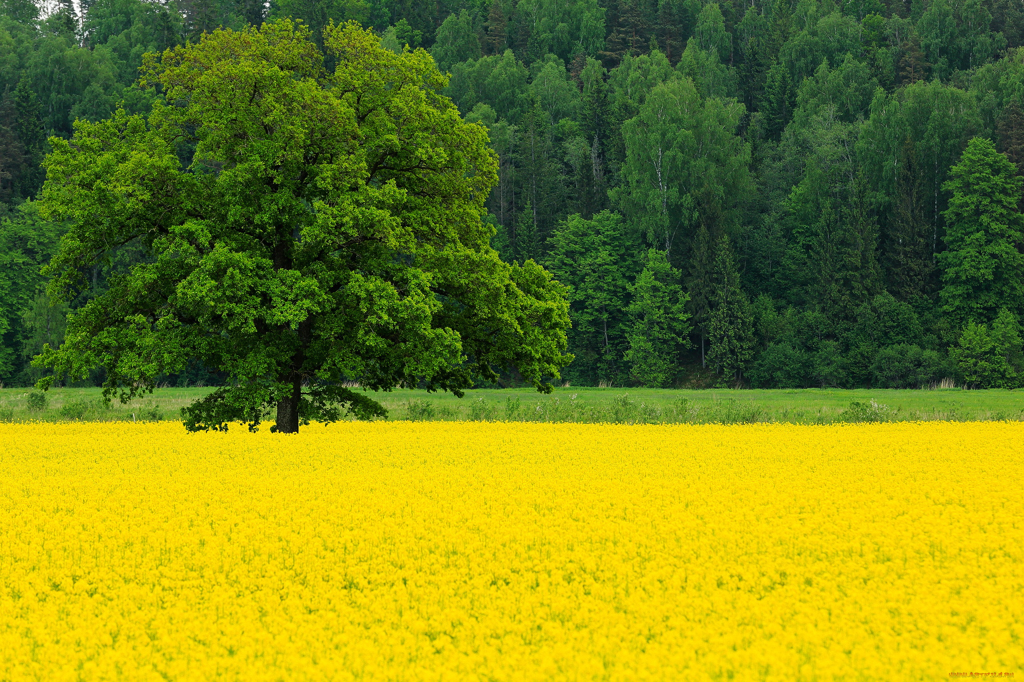природа, поля, весна, май, поле, рапс, цветы, дерево, дуб, деревья, лес
