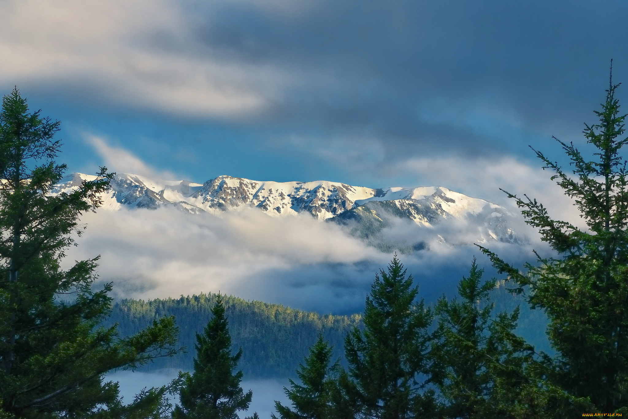 hurricane, ridge, olympic, national, park, washington, природа, горы, mountains, штат, вашингтон, облака, ели, национальный, парк, олимпик, хребет