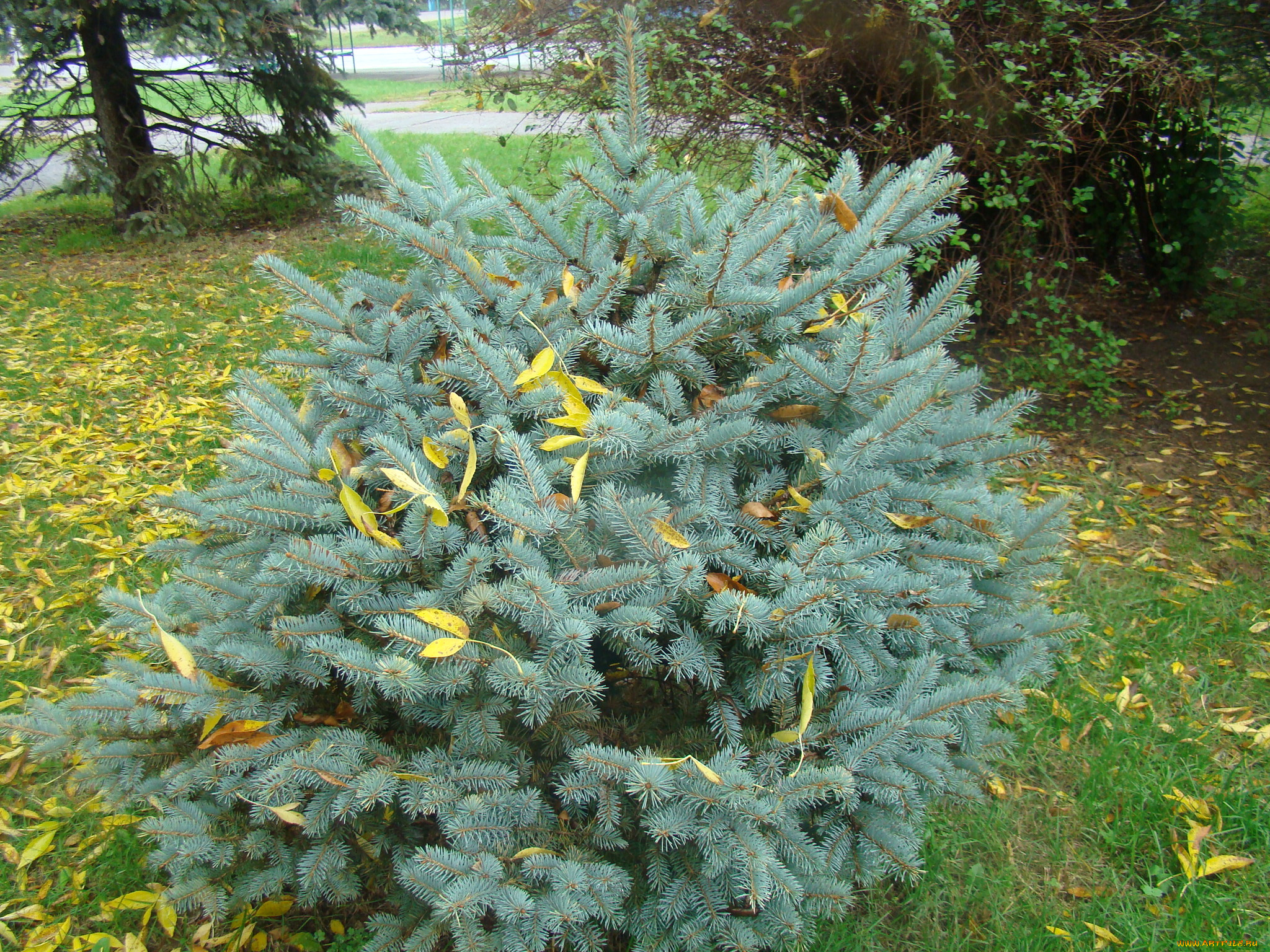 природа, парк, осень