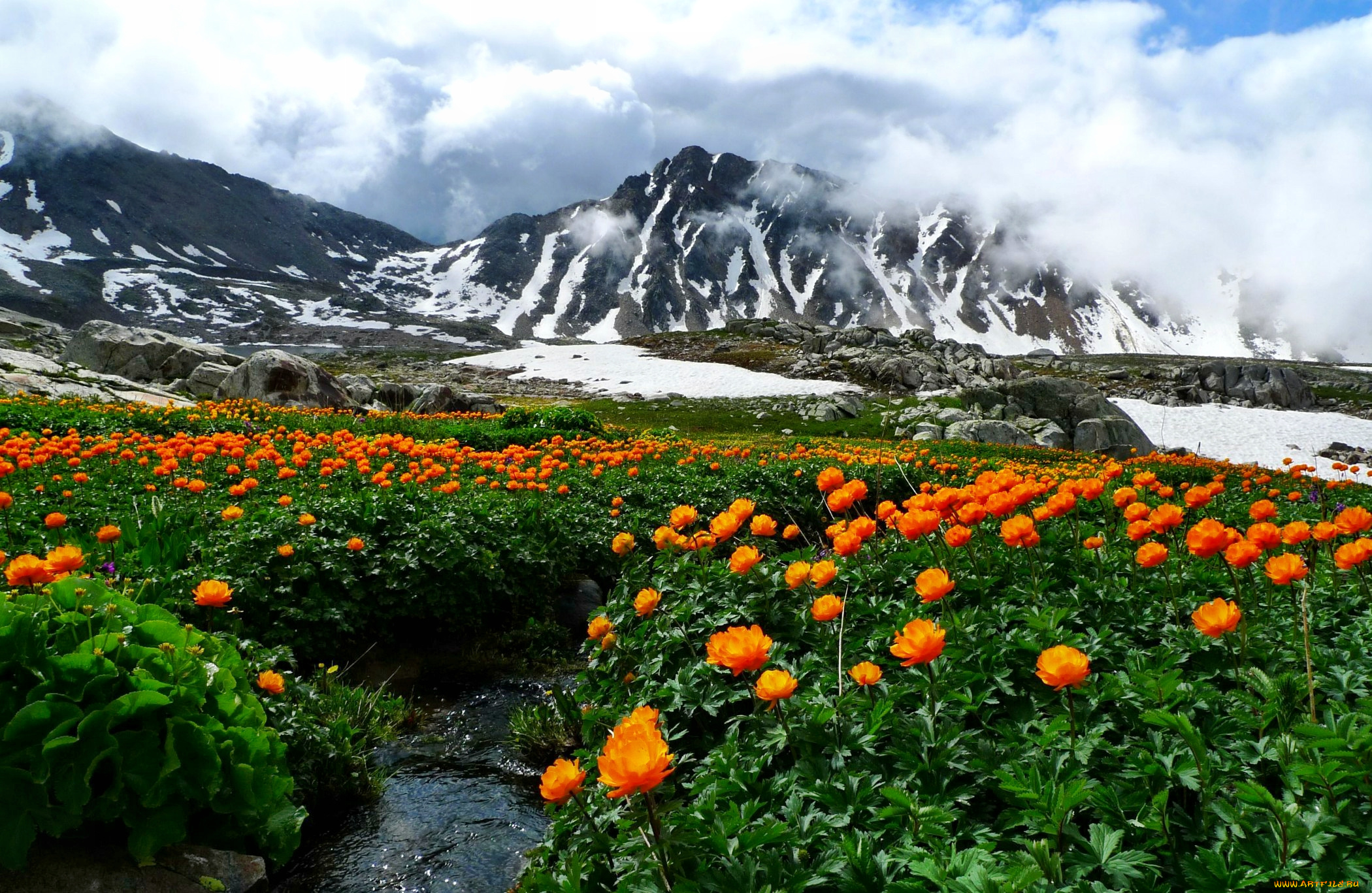 природа, луга, горы, ручей, долина, цветы, снег, луг