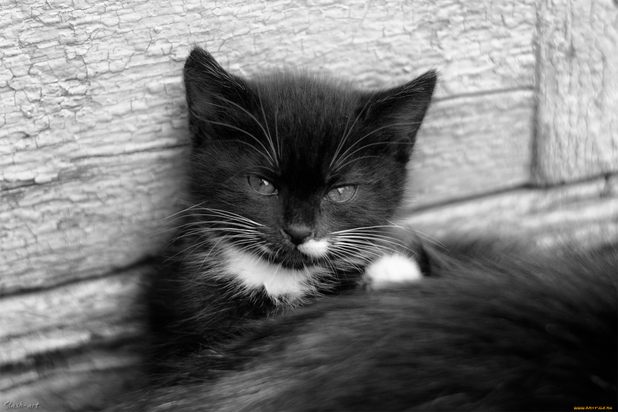 животные, коты, котейка