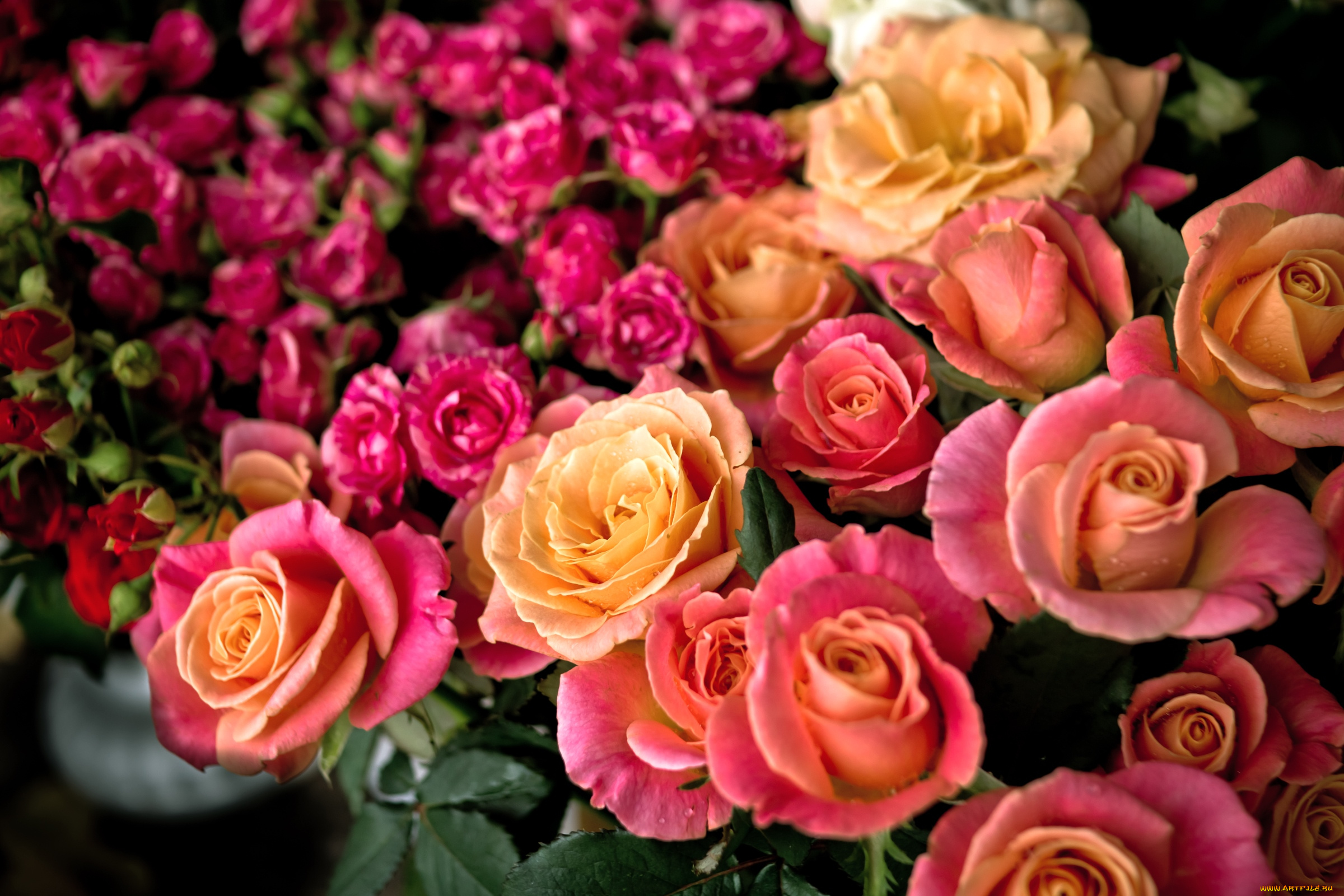 цветы, розы, много