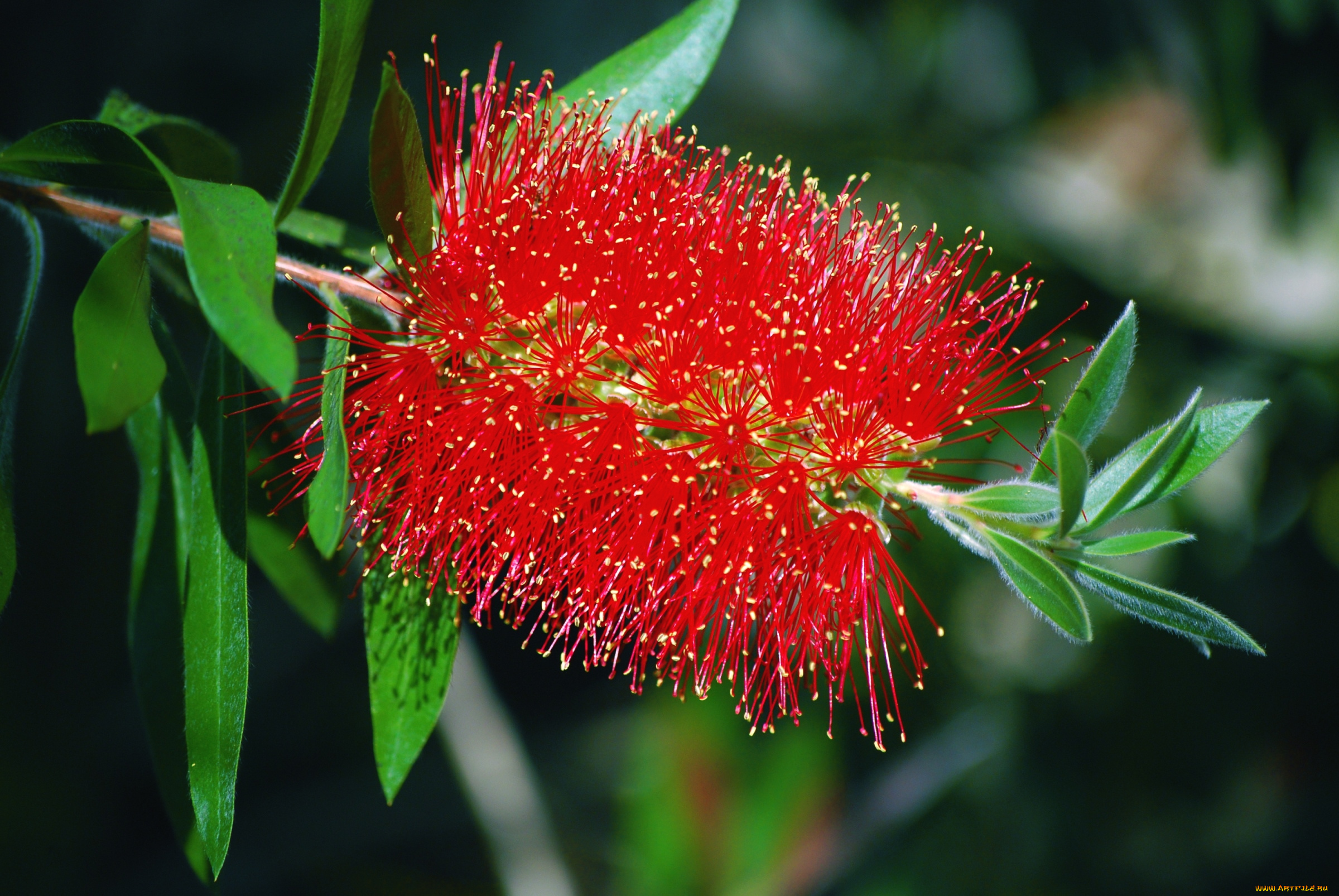цветы, каллистемон, ершик