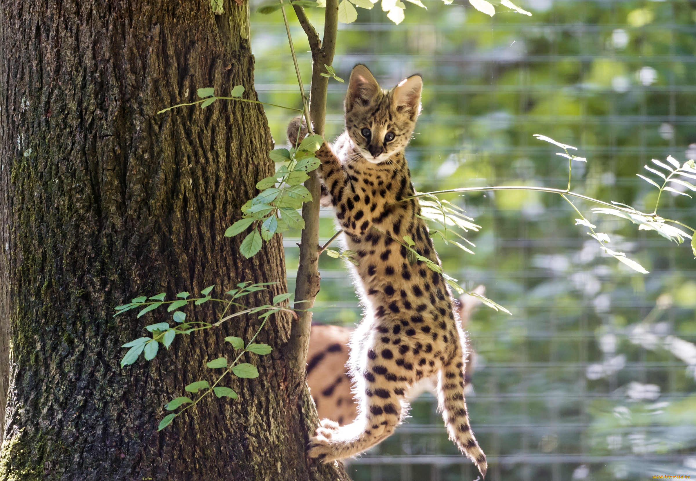 животные, сервалы, малыш, дерево