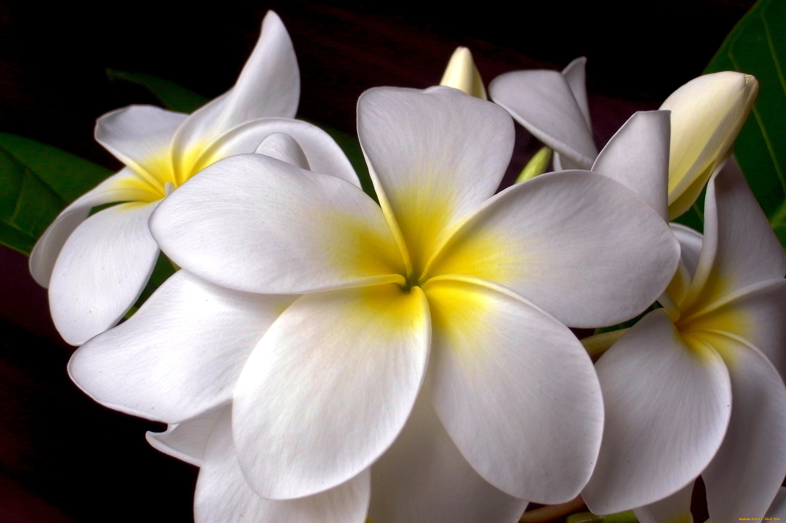 цветы, плюмерия, макро, тропики
