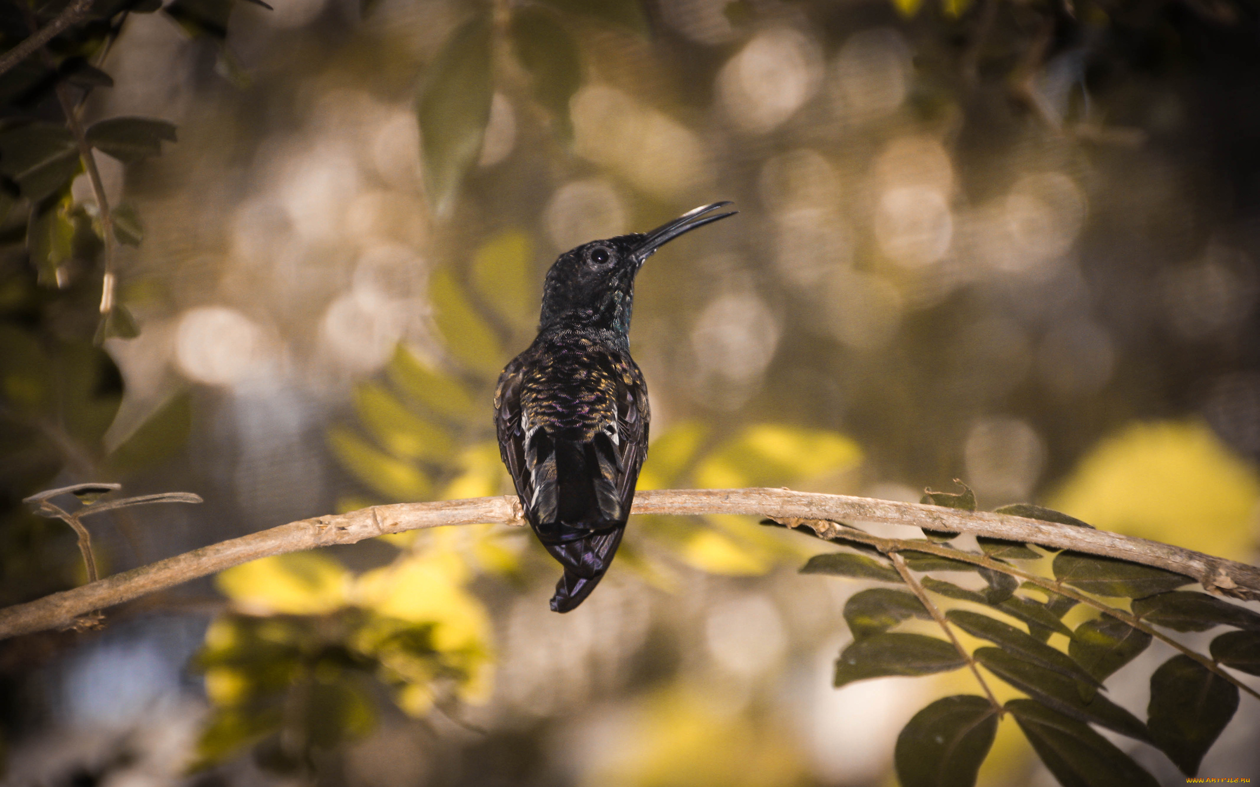 колибри, животные, ветка, хвост, листья