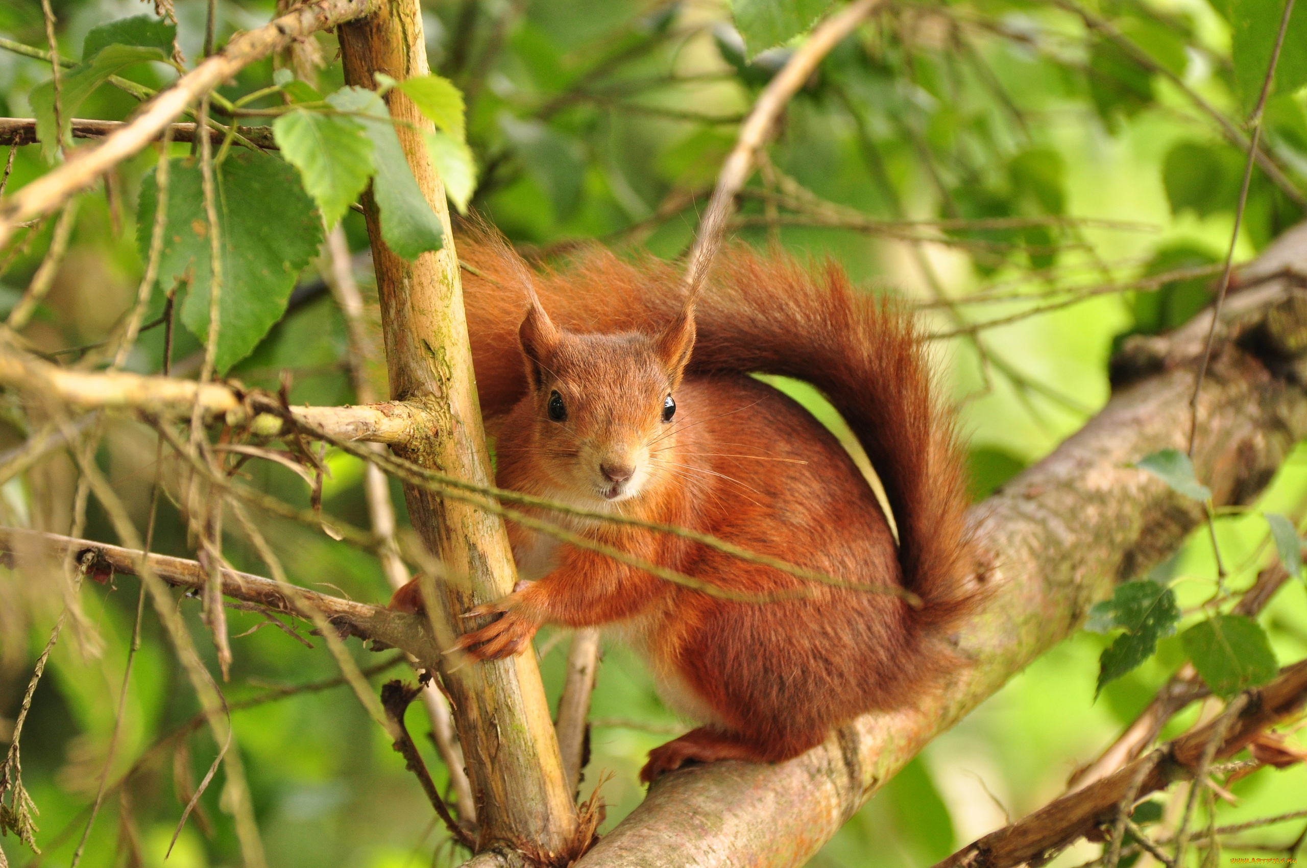 животные, белки, белка