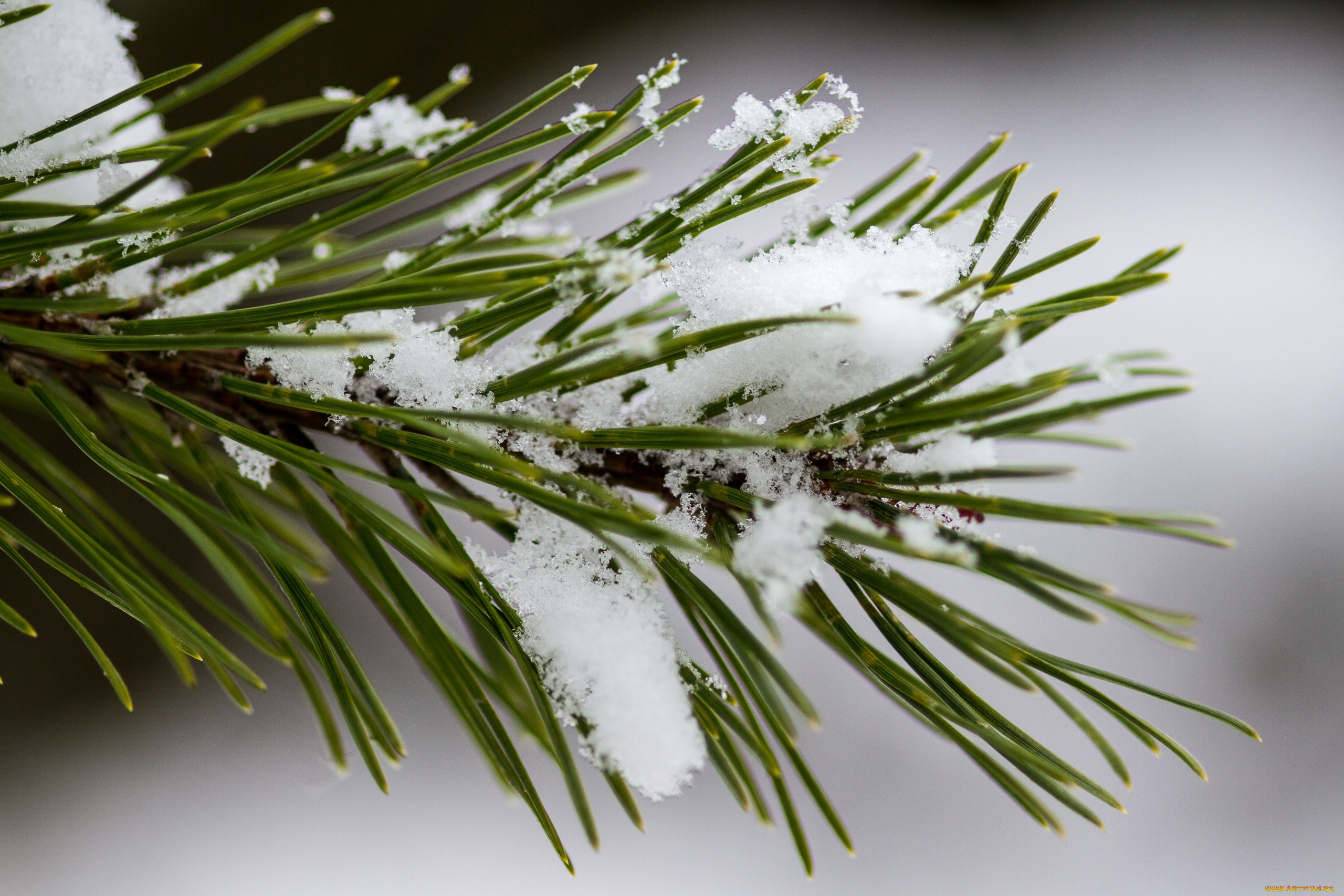 природа, макро, снег, хвоя, ветка